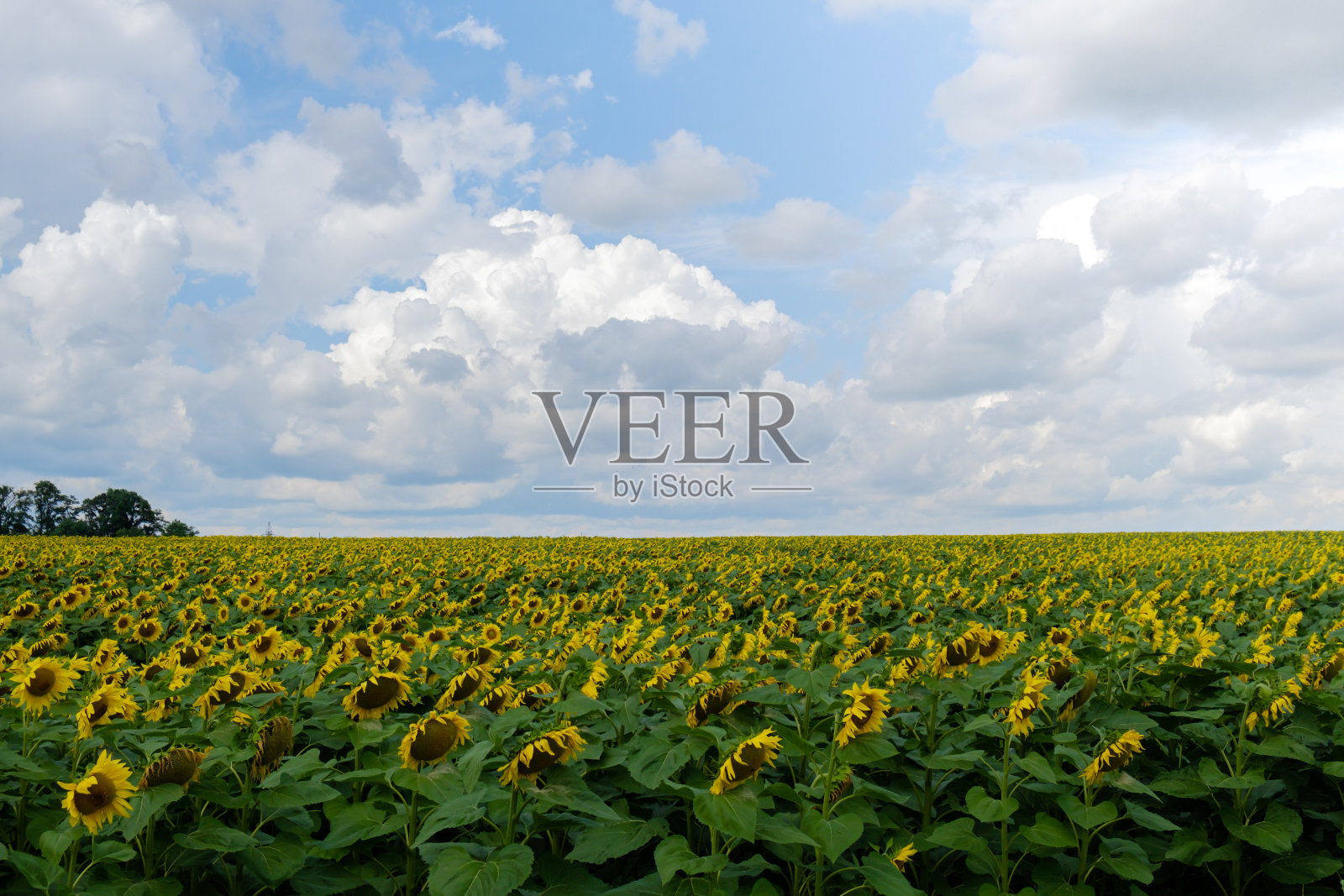 美丽的向日葵农田。向日葵盛开的工业化农场。收获的概念。农村向日葵用于制油农艺照片摄影图片