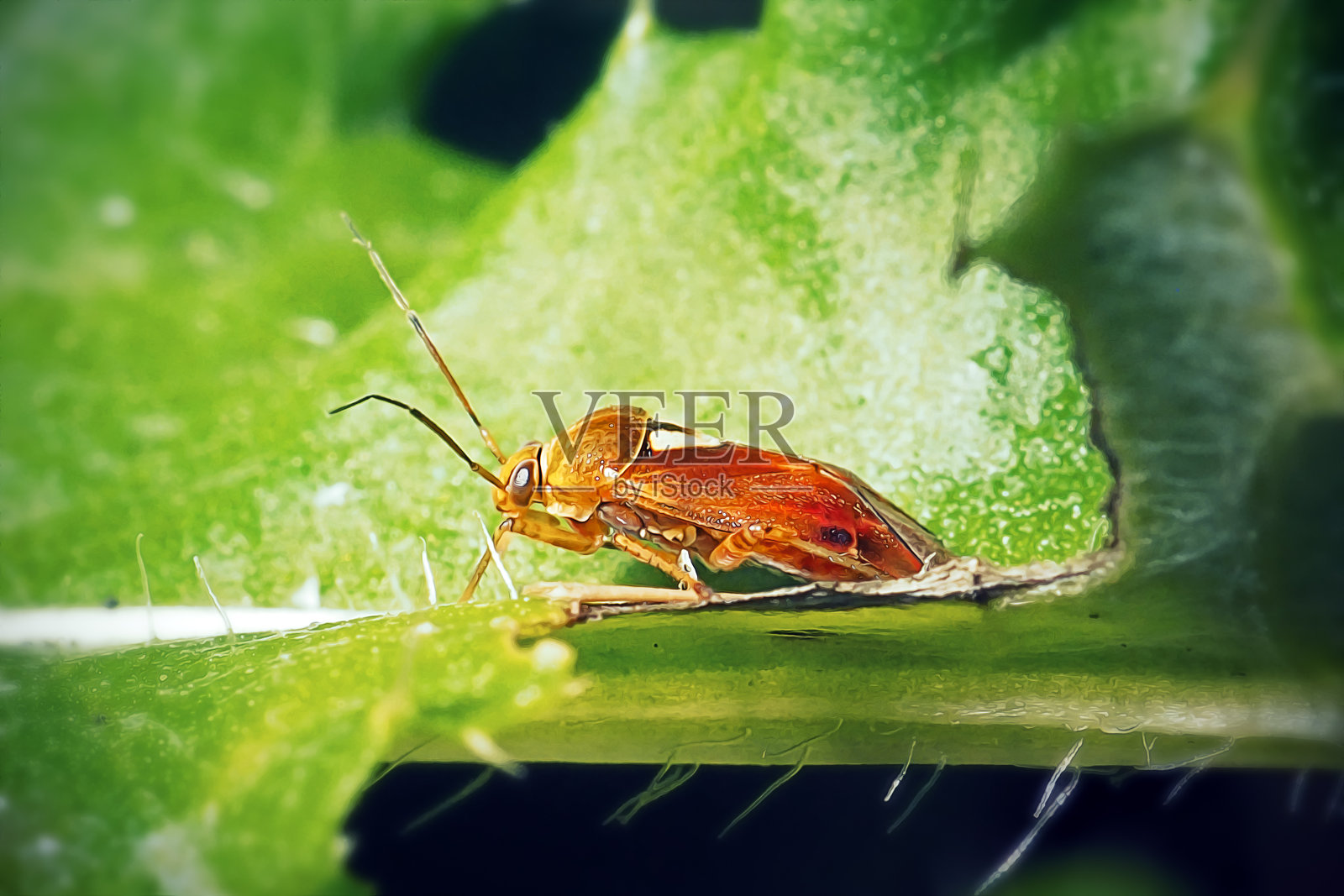 草盲蝽照片摄影图片