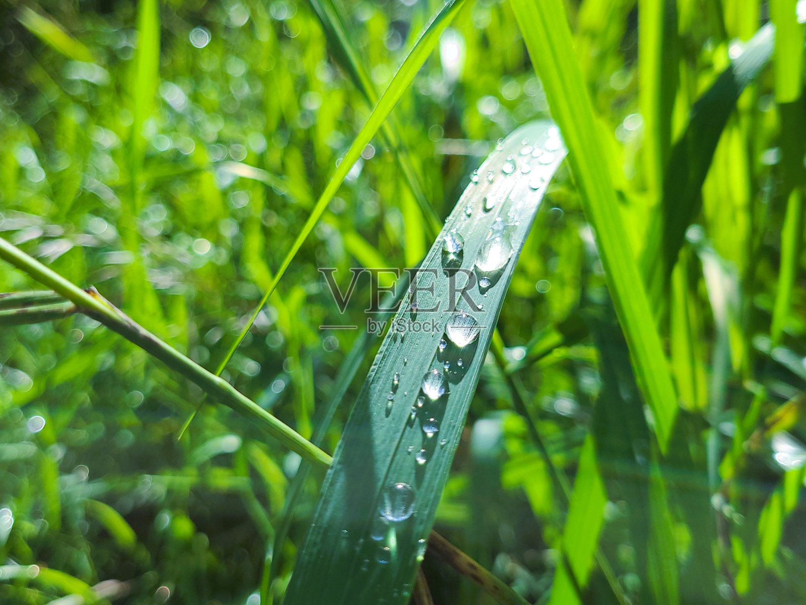潮湿的绿色植物的特写在雅芳小径,珀斯县,安大略省,加拿大照片摄影图片