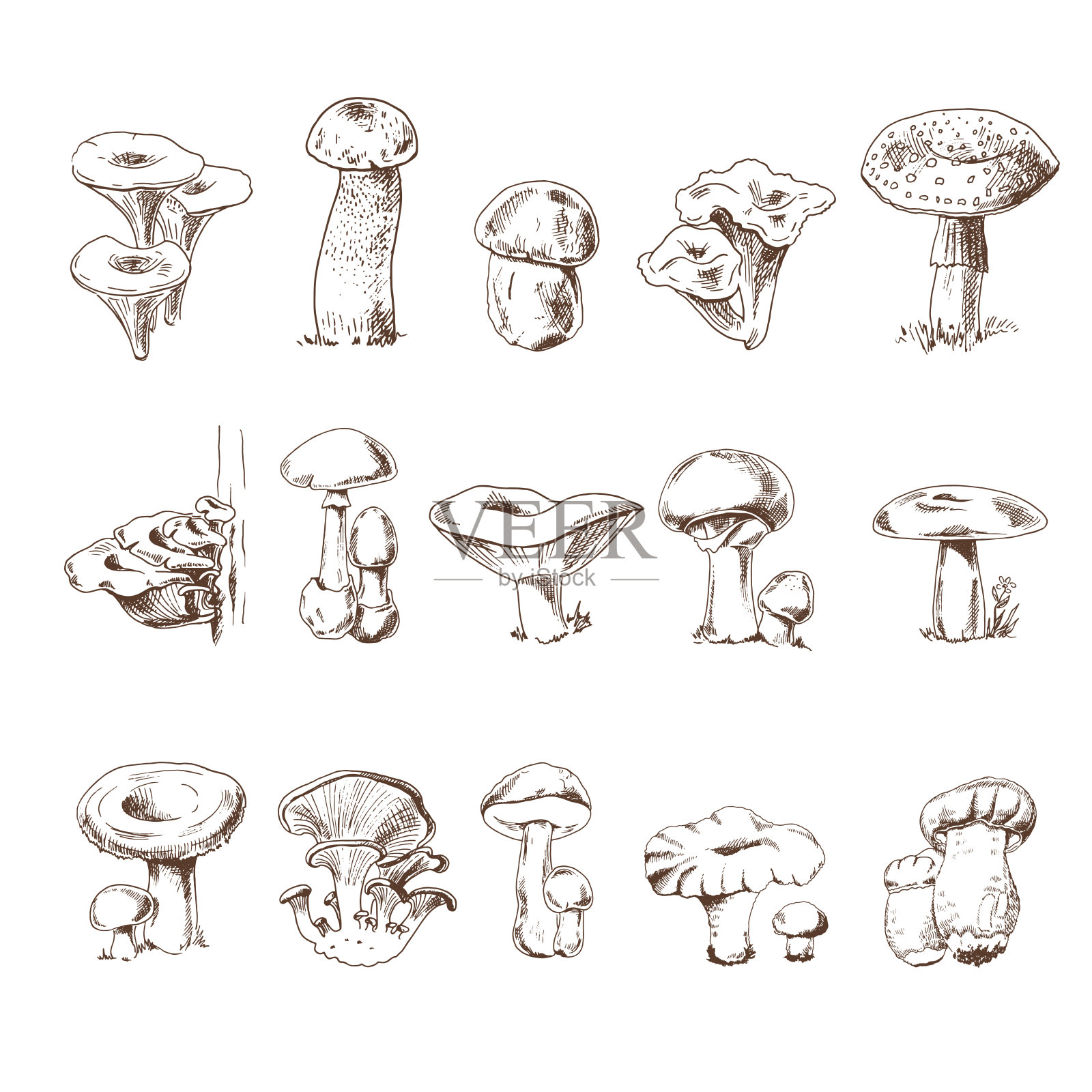 矢量素描收集不同的食用和有毒的蘑菇。草图插图印刷,网络,移动和信息图表。插画图片素材