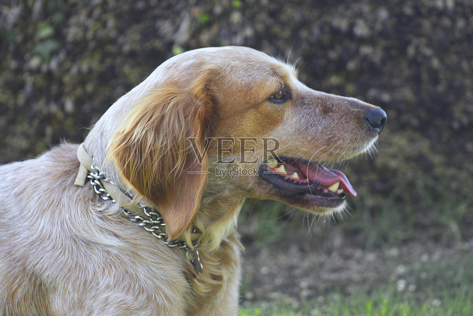 布列塔尼猎犬头。加利西亚,西班牙。照片摄影图片