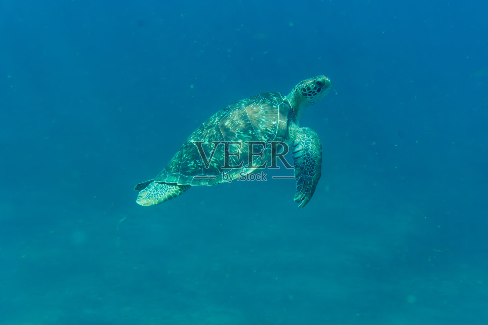 一只海龟浮出水面照片摄影图片