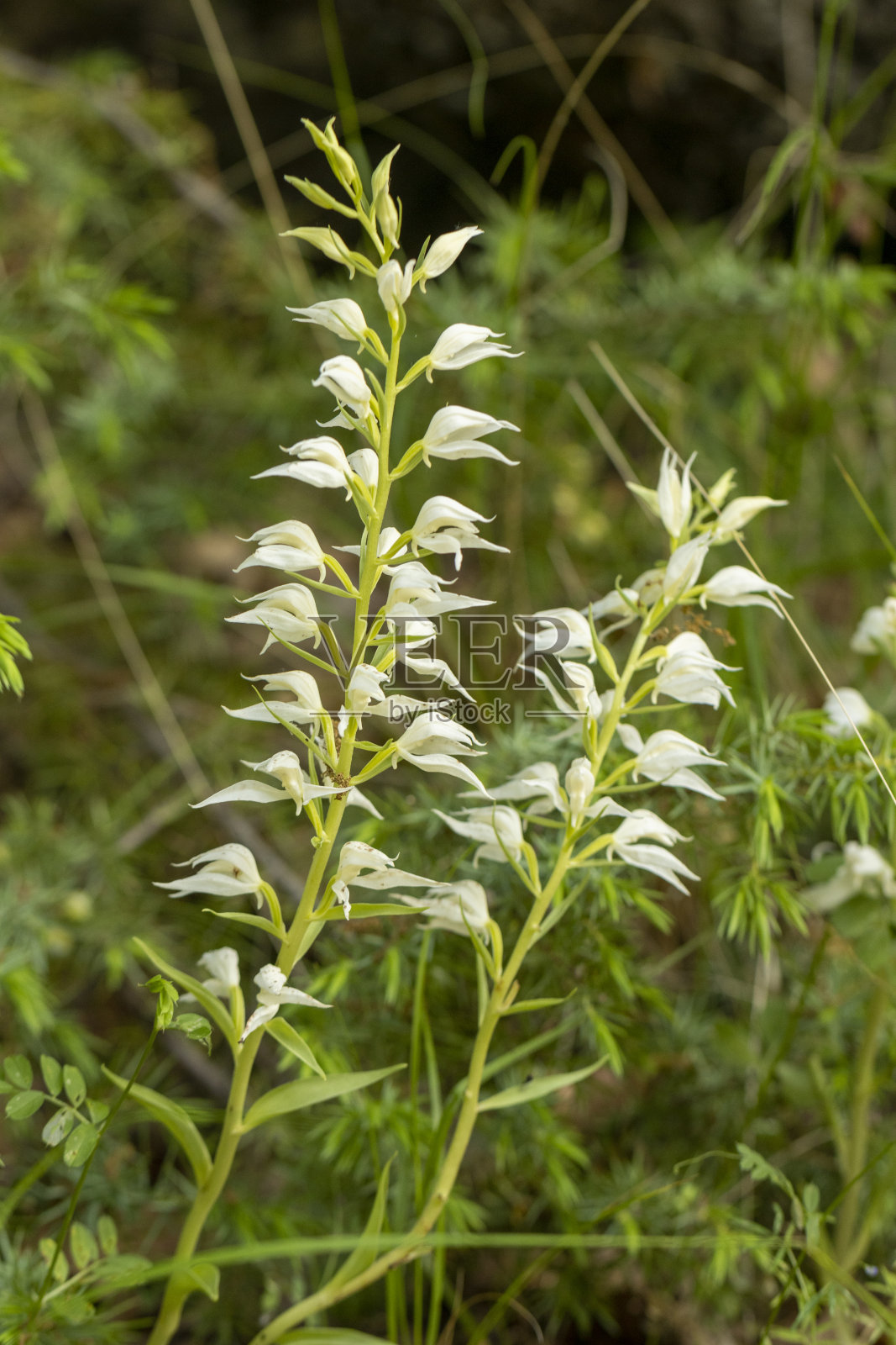 东方头盔海参(头盔海参)照片摄影图片