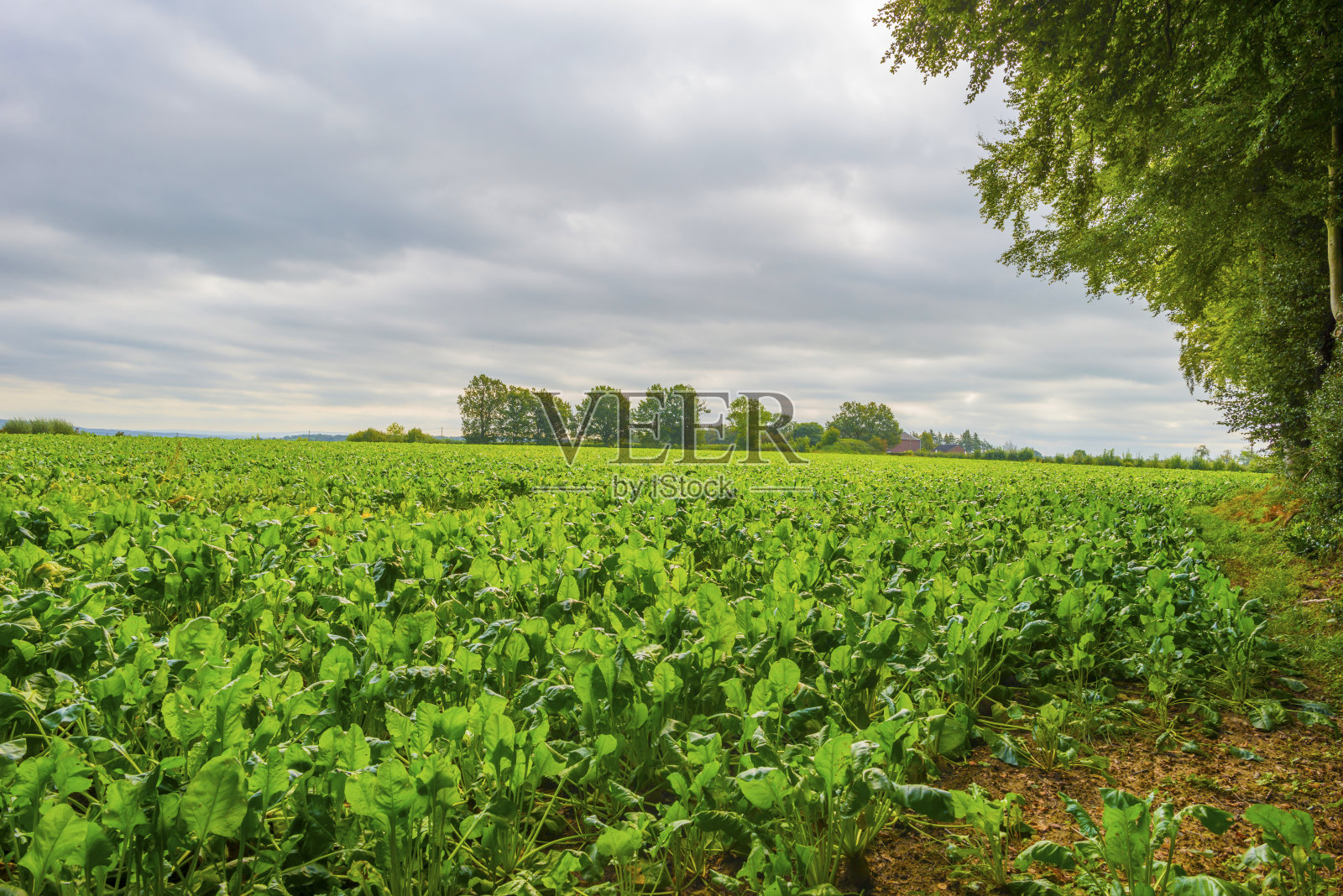 秋天阳光下的绿色丘陵景观中的田野和蔬菜照片摄影图片