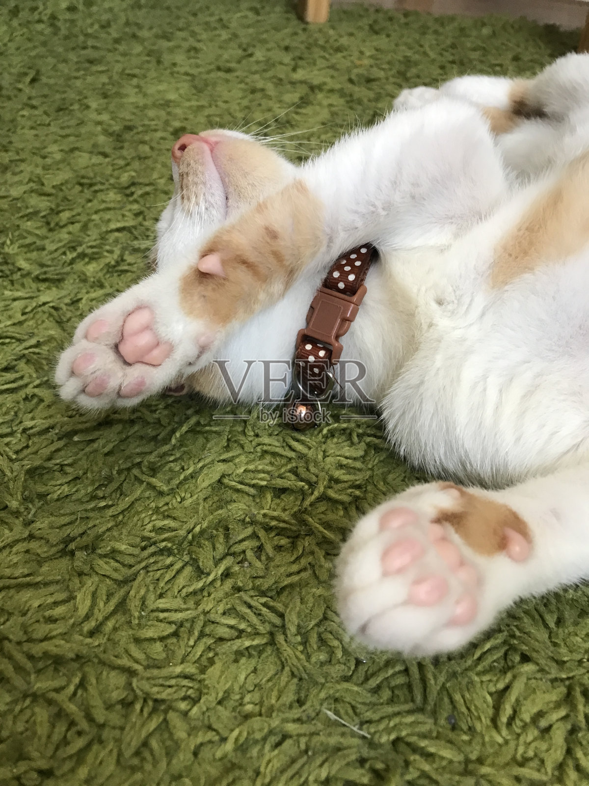 有白色斑点的红猫。照片摄影图片