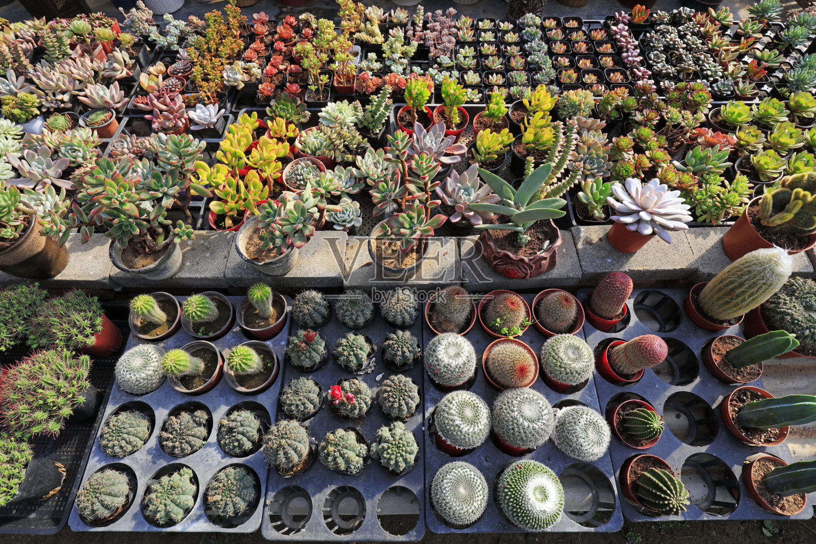 植物园里的仙人掌植物照片摄影图片