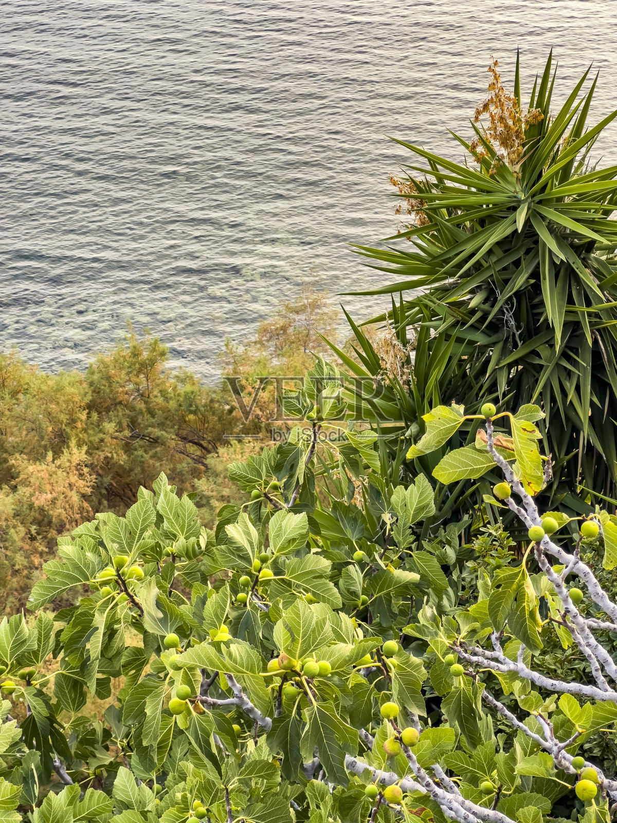 海岸线上的无花果树照片摄影图片