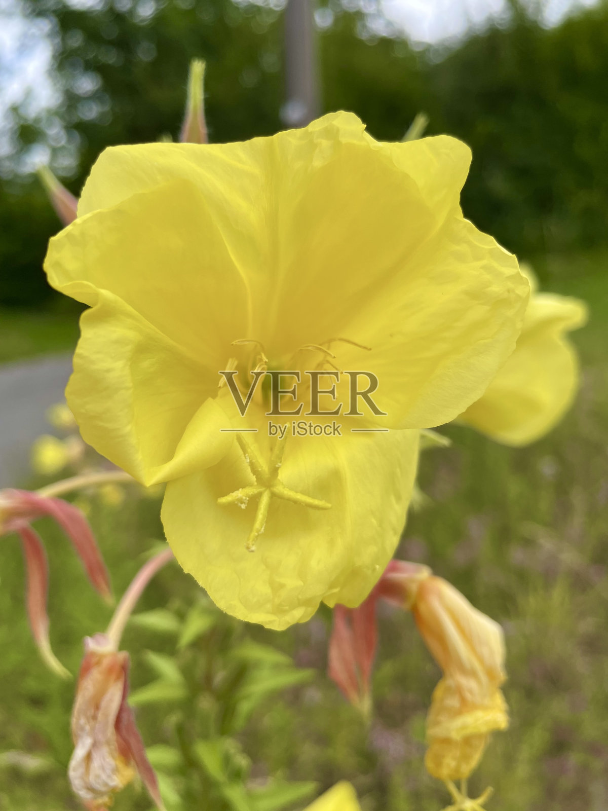 一朵黄色的月见草照片摄影图片