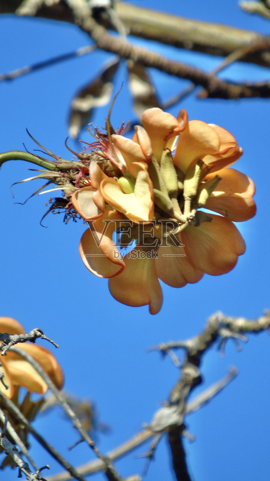 黄柳树(erythrina sandwich)的花朵呈橘黄色,花序呈粉红色。照片摄影图片