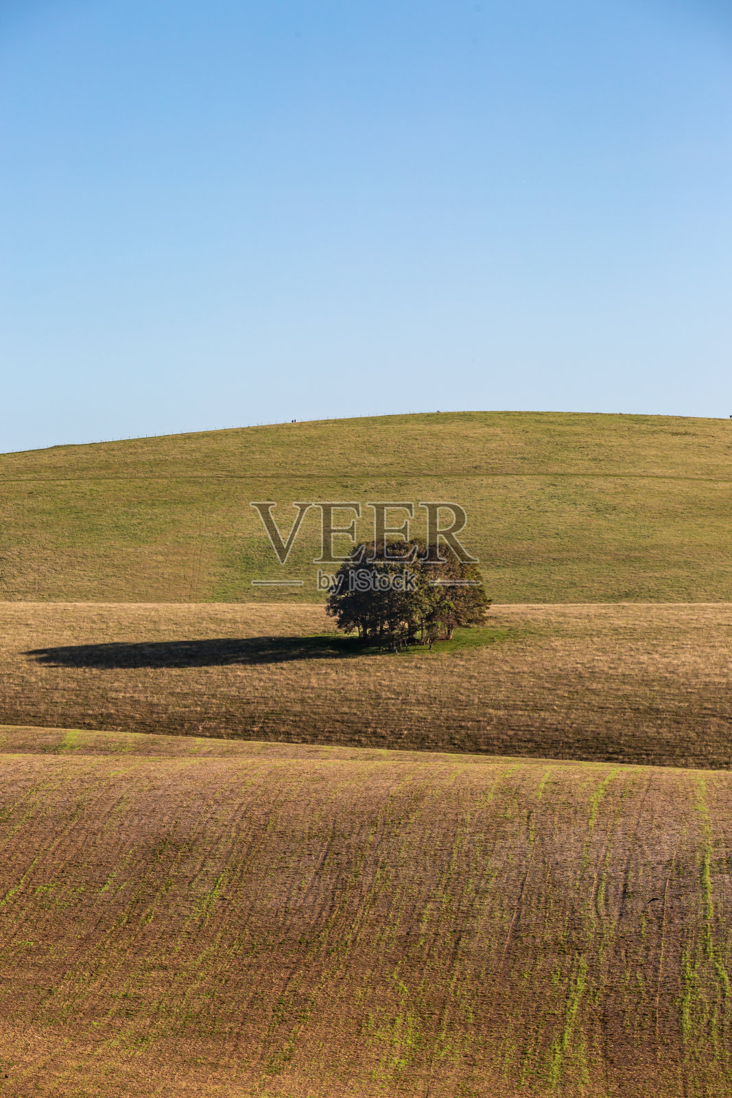 阳光明媚的秋日早晨,田园般的南唐斯丘陵风景照片摄影图片