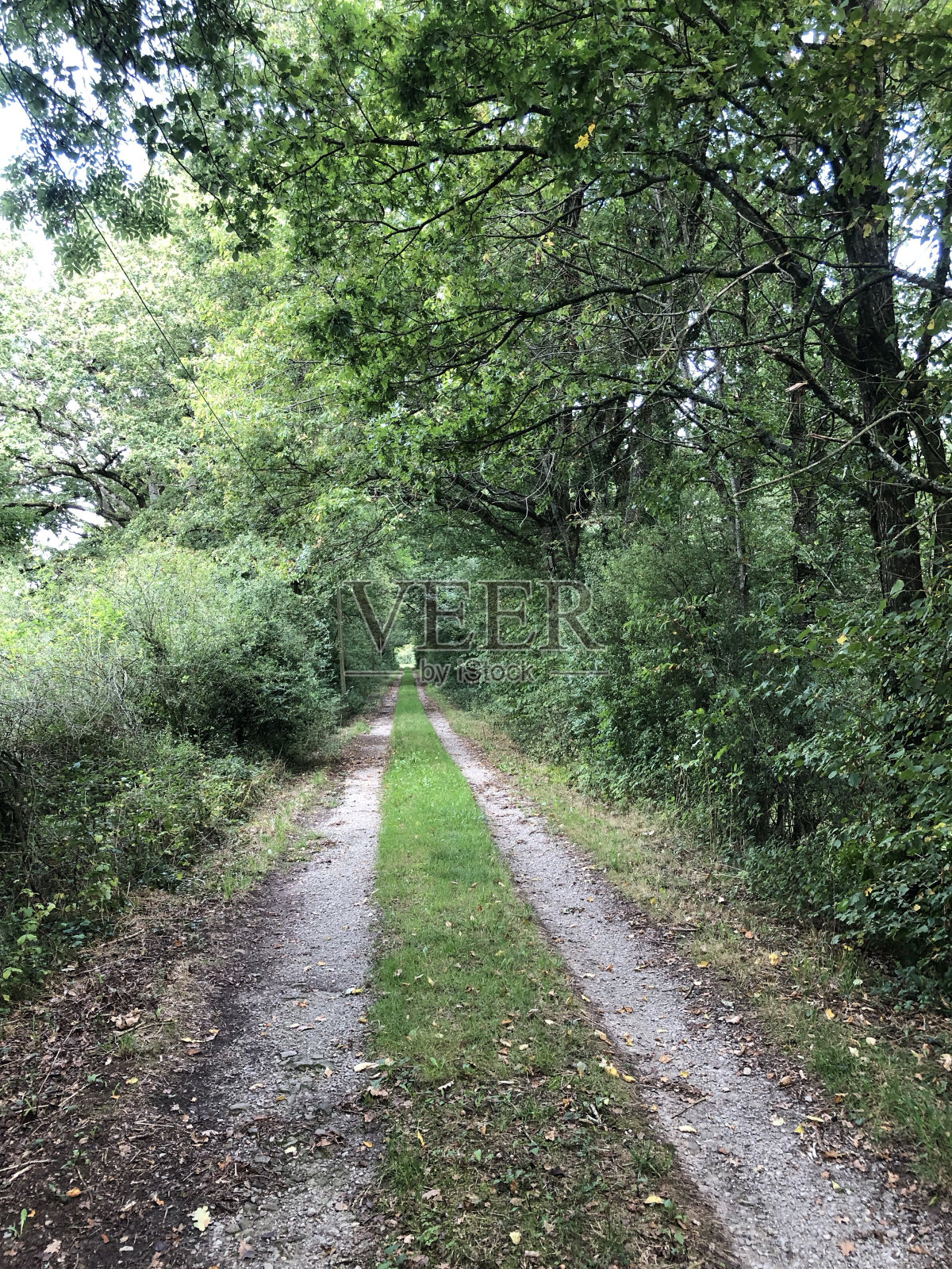 一条小路进入战役,靠近森林照片摄影图片