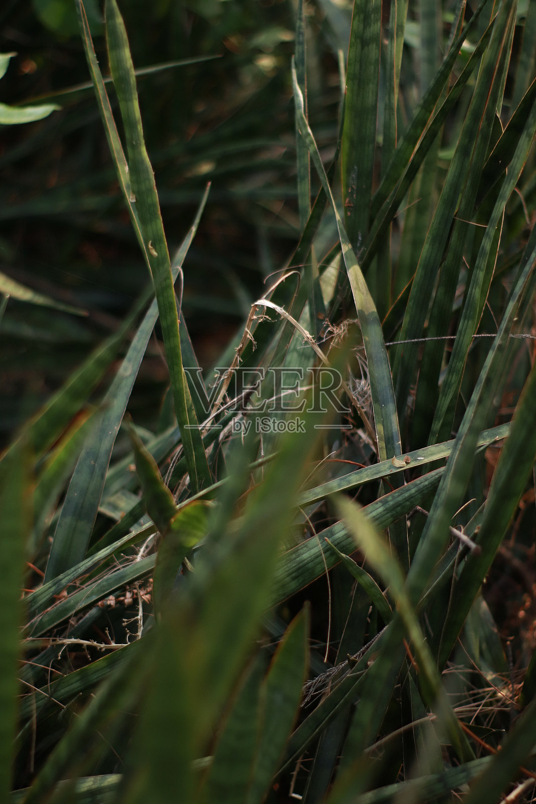 自然11照片摄影图片