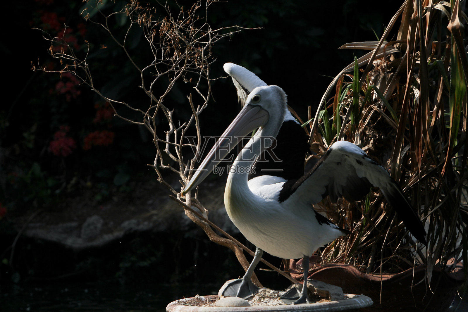的家禽照片摄影图片