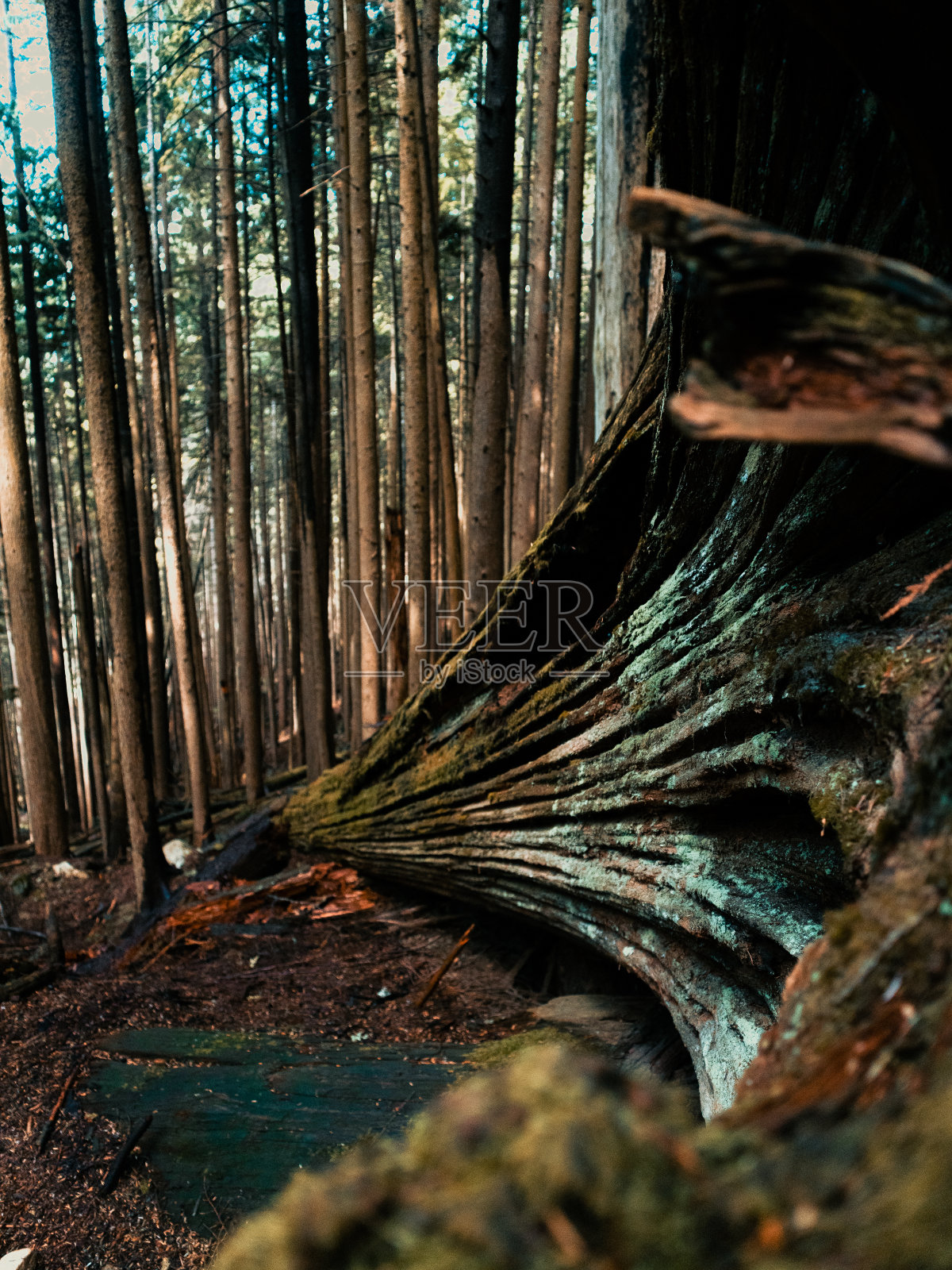 林恩峡谷公园的自然风光照片摄影图片