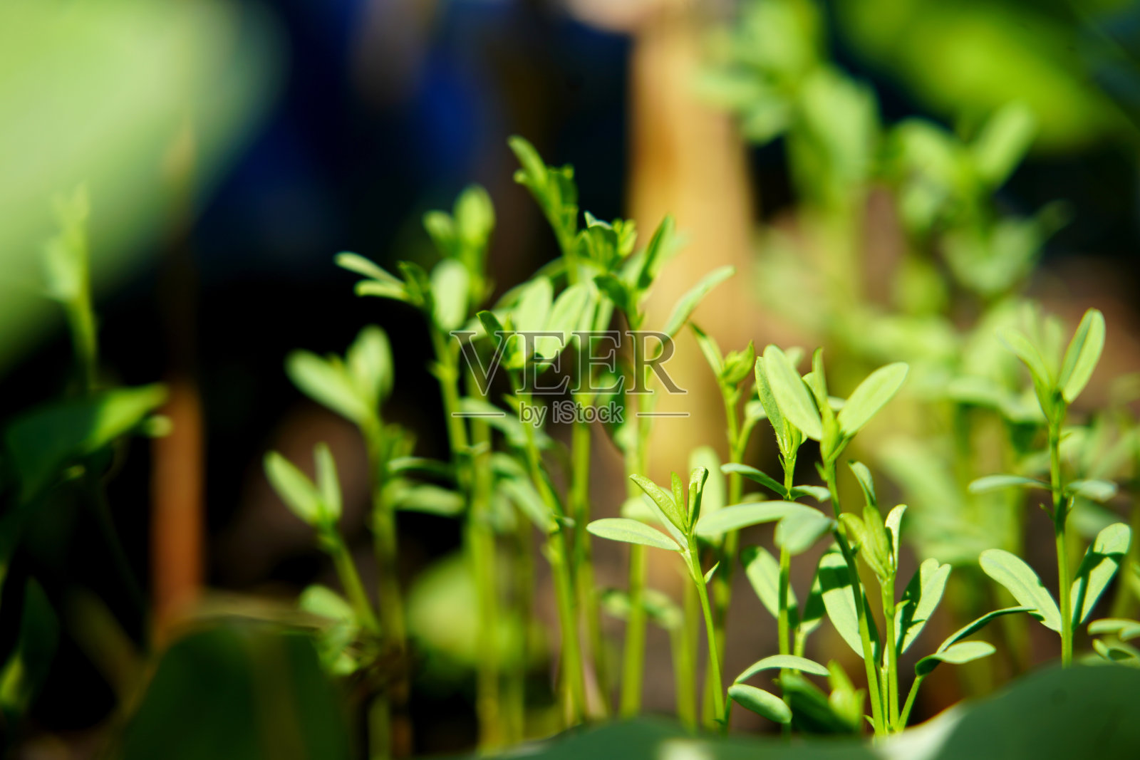 小扁豆照片摄影图片