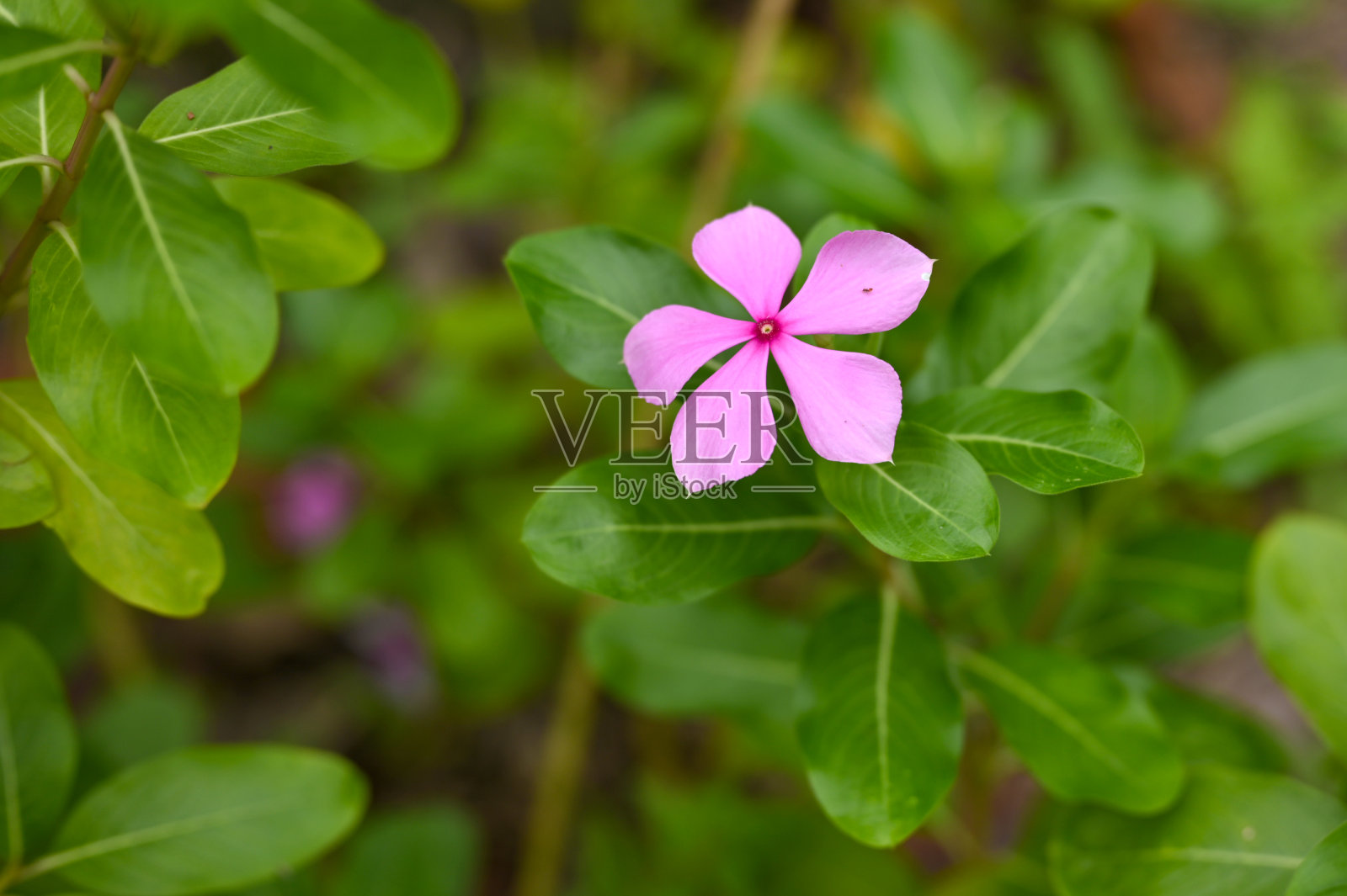 粉红色的长春花照片摄影图片