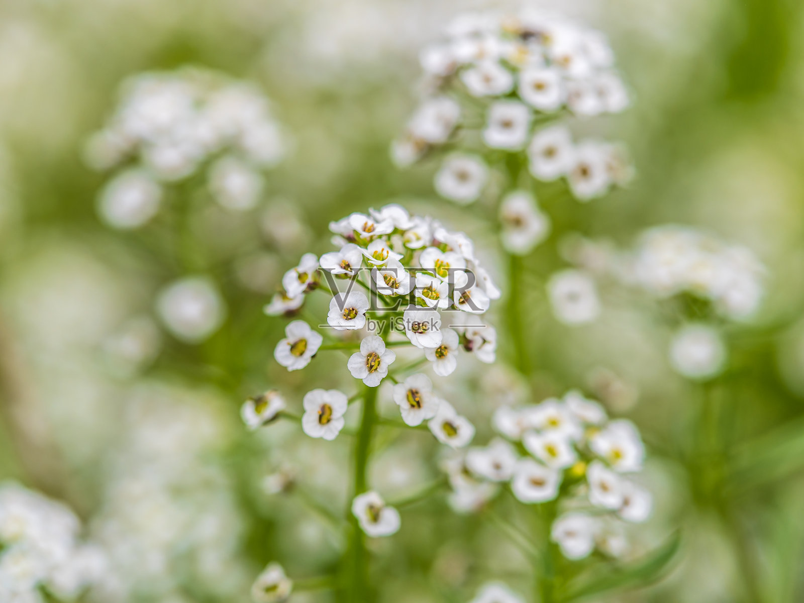 美丽的紫色和白色的花海上小叶莲,海上小叶莲,甜的百合或甜的茉莉照片摄影图片