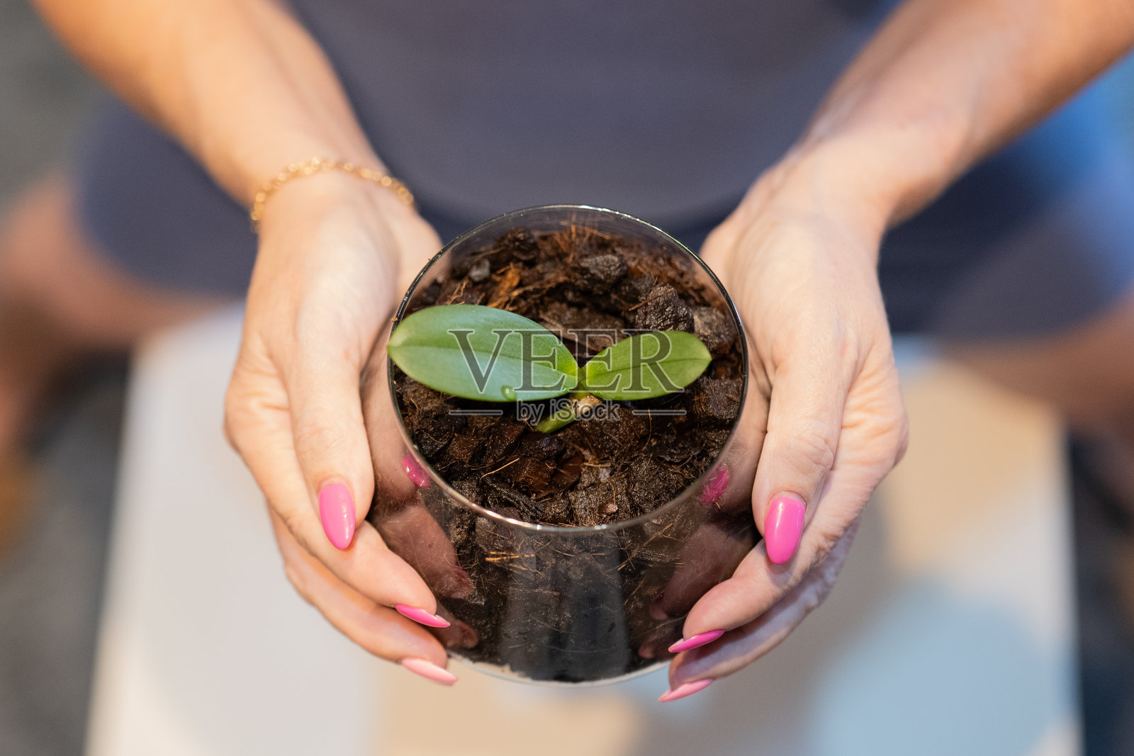 种植在女人的手中照片摄影图片