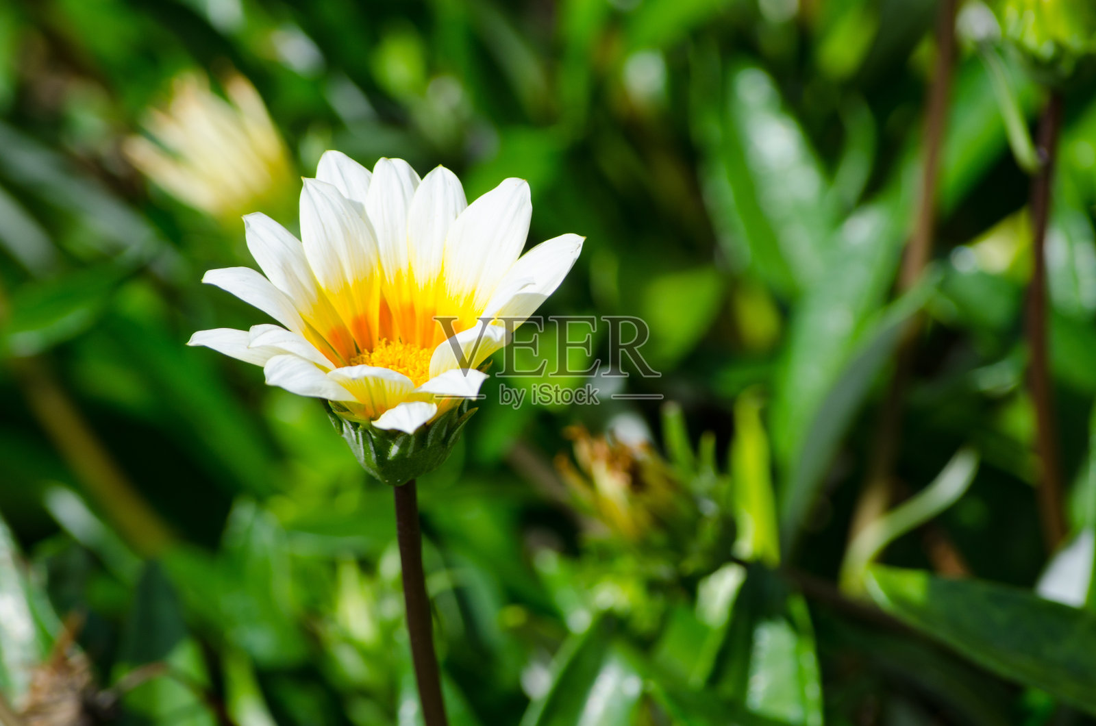 植物园里的一朵美丽的白色黄色Gazania rigens花。照片摄影图片