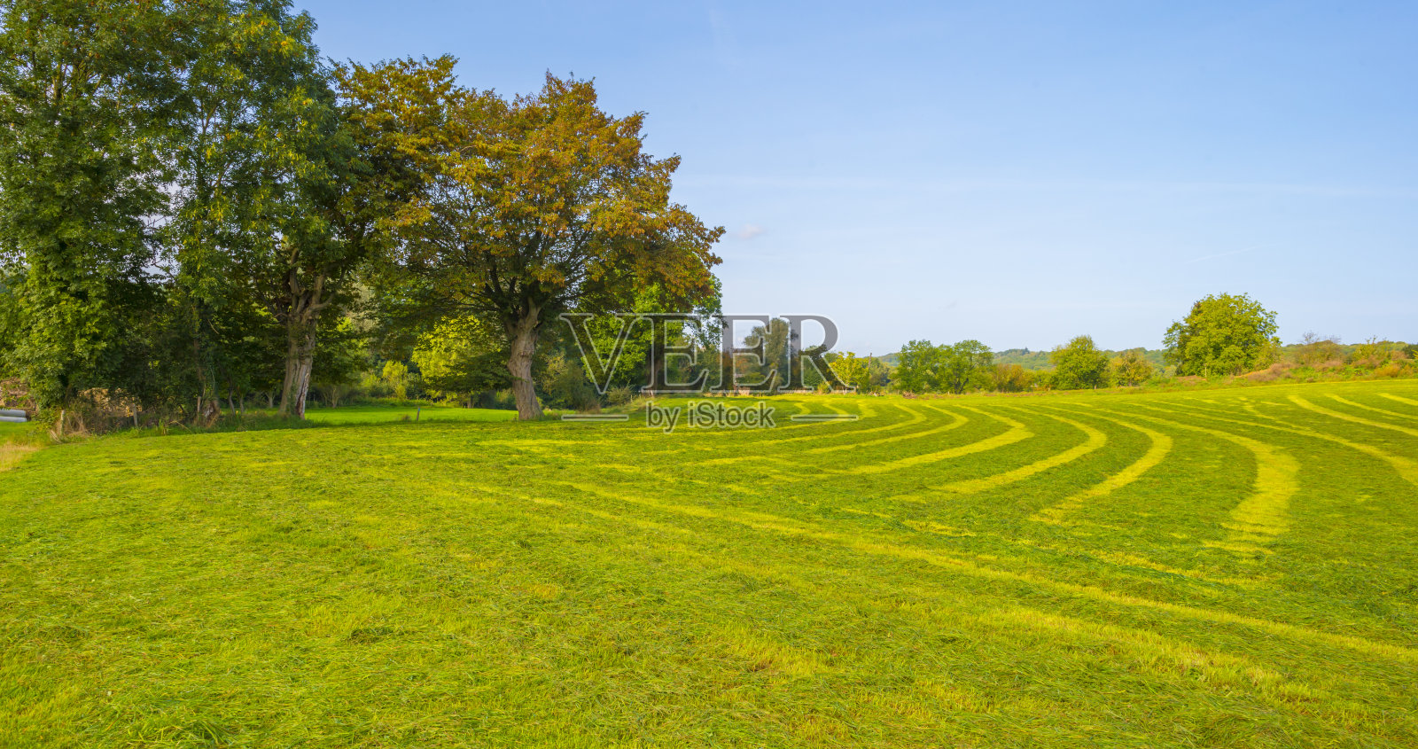 秋天蓝天下的绿色丘陵草地上的田野和树木照片摄影图片