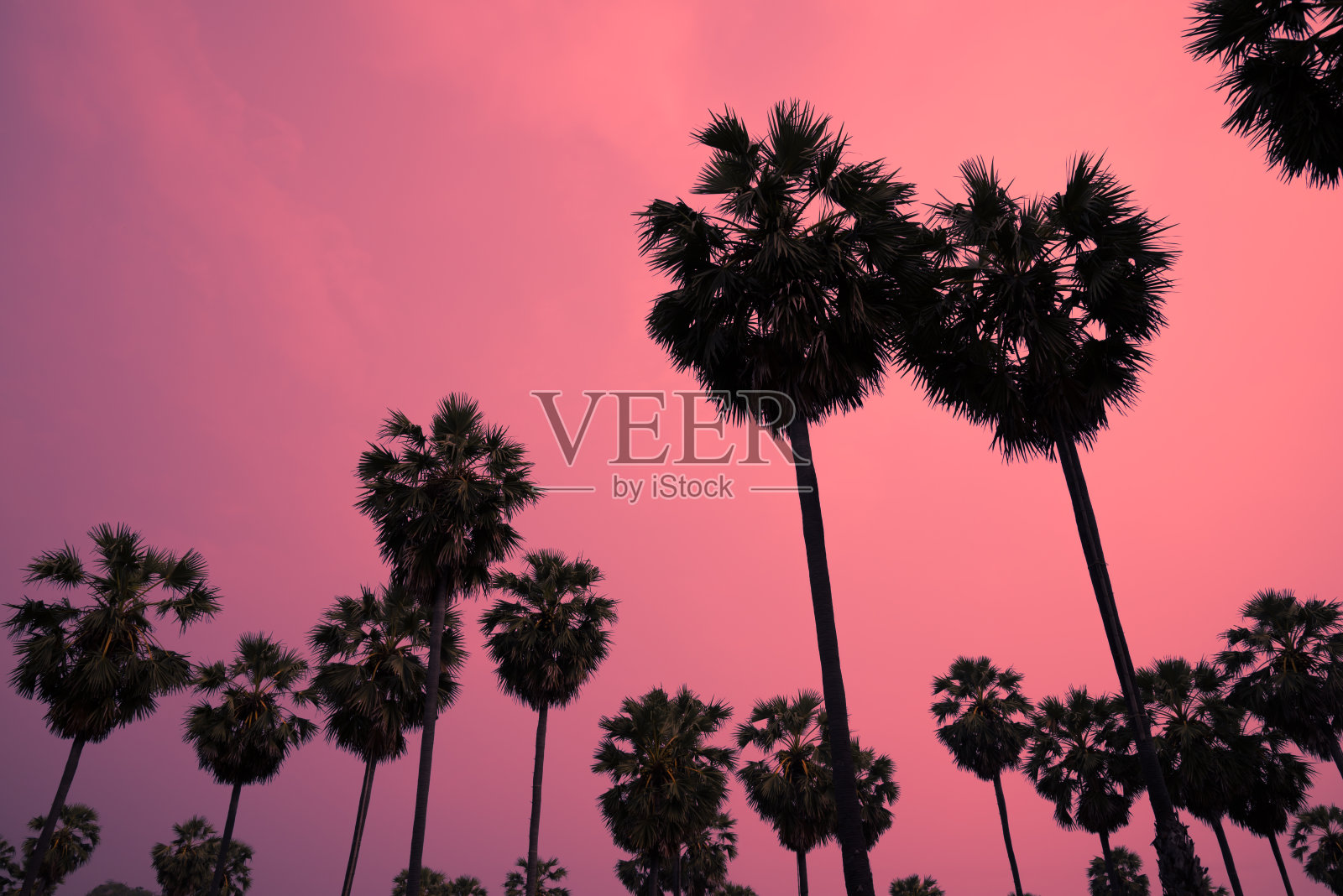 糖棕榈树的剪影在日出的黎明色调效果。照片摄影图片