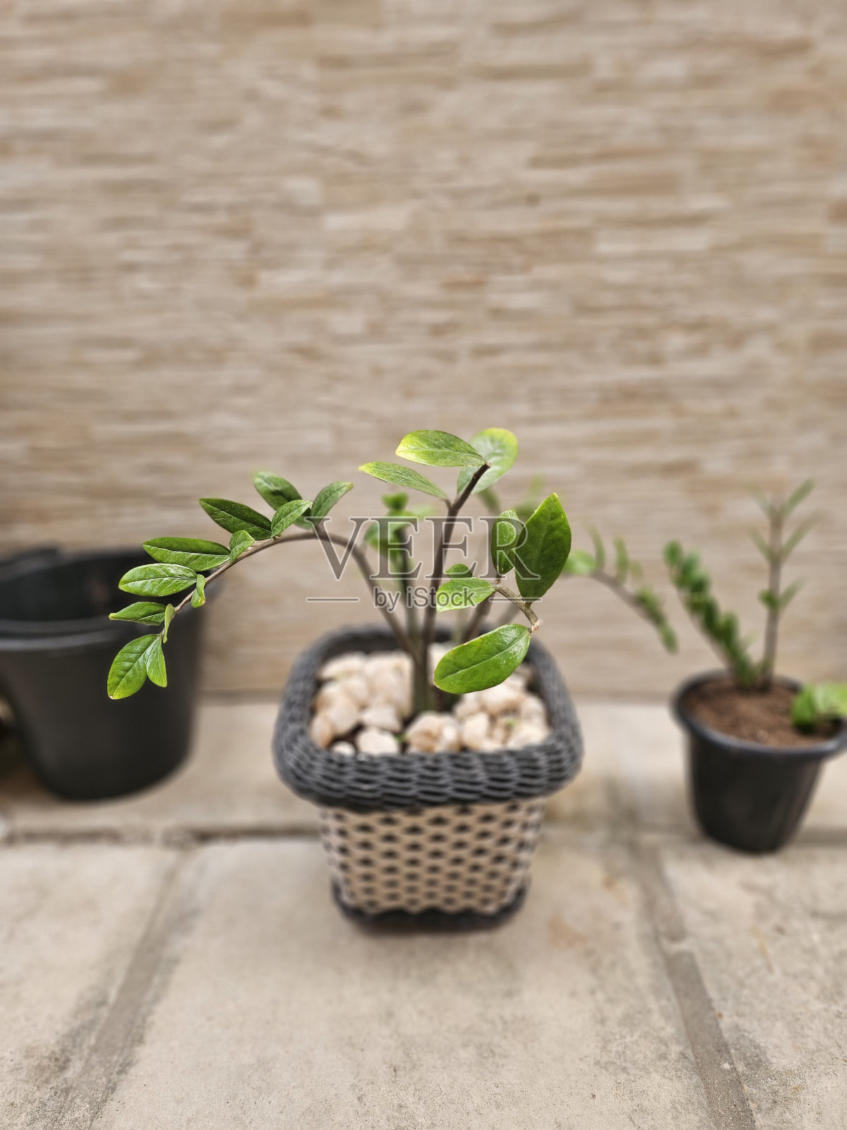 绿色照片摄影图片