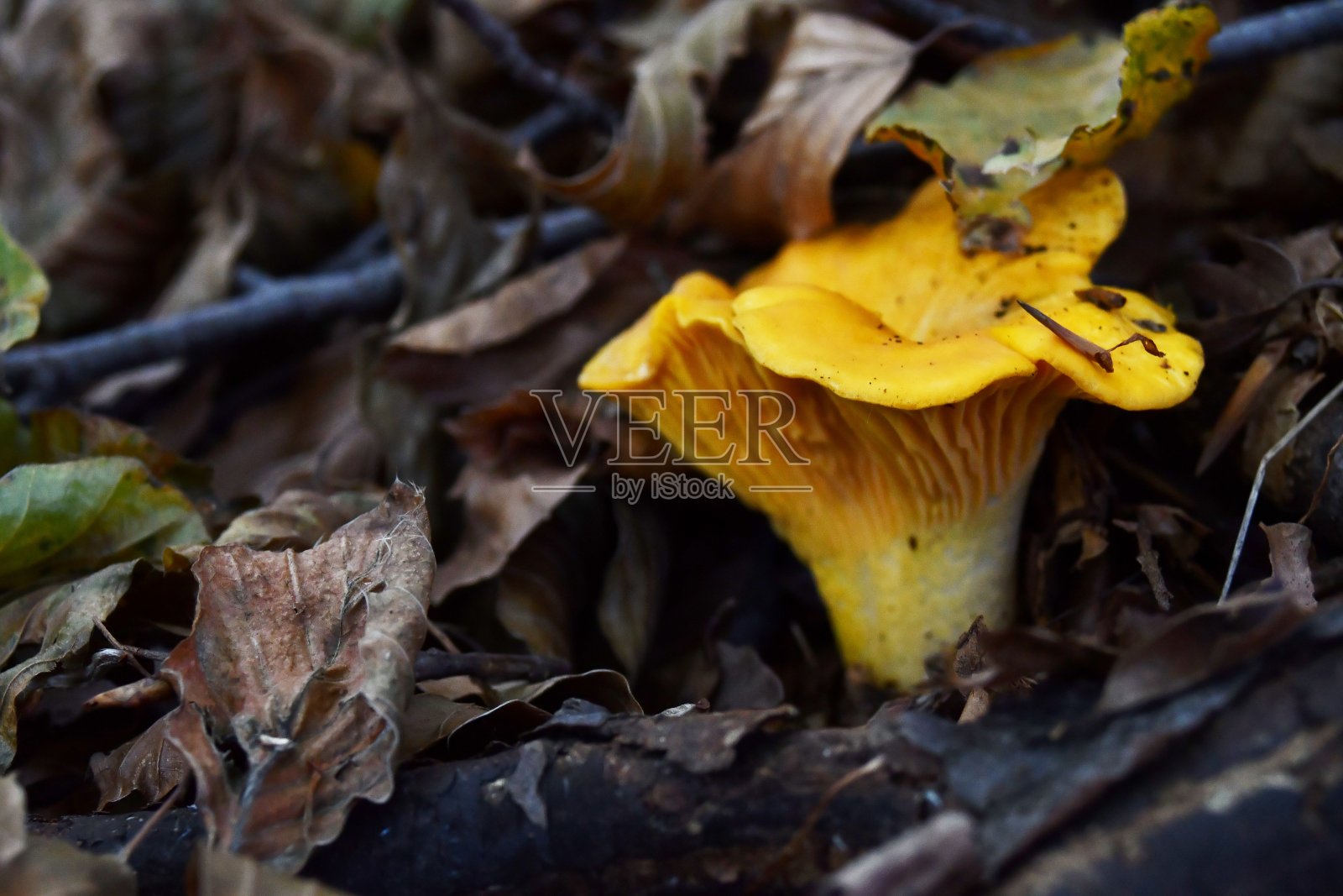 的鸡油菌照片摄影图片