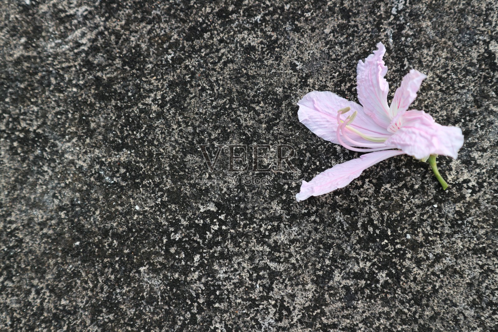 白色的花照片摄影图片