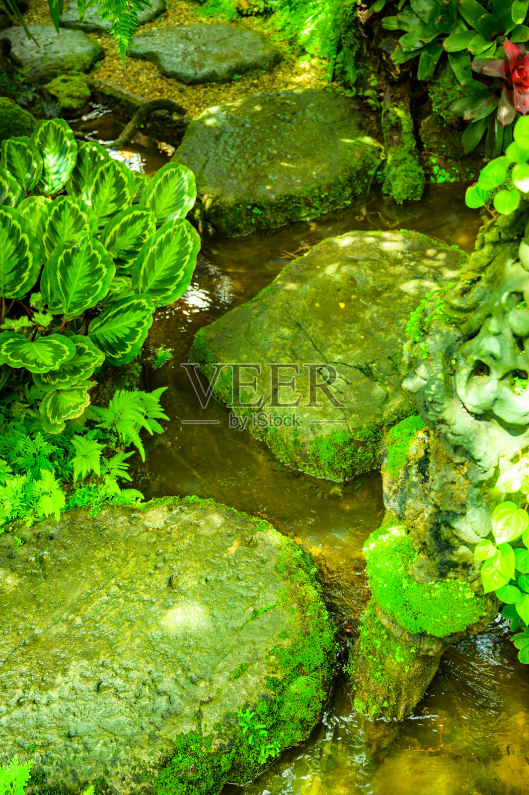 绿树成荫的花园里长满苔藓的石头照片摄影图片