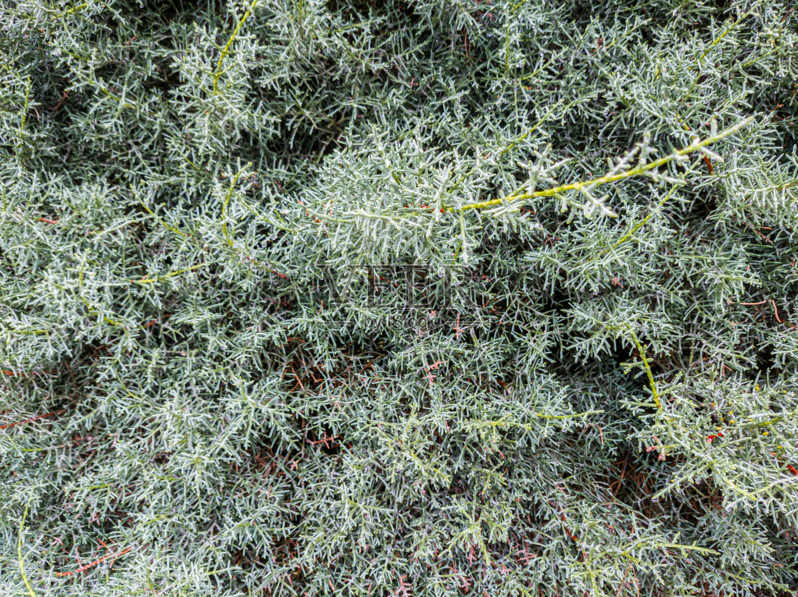 常绿植物的尖端和枝条照片摄影图片