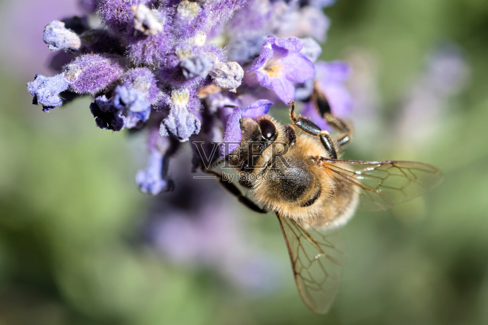 在薰衣草上的西方蜜蜂照片摄影图片