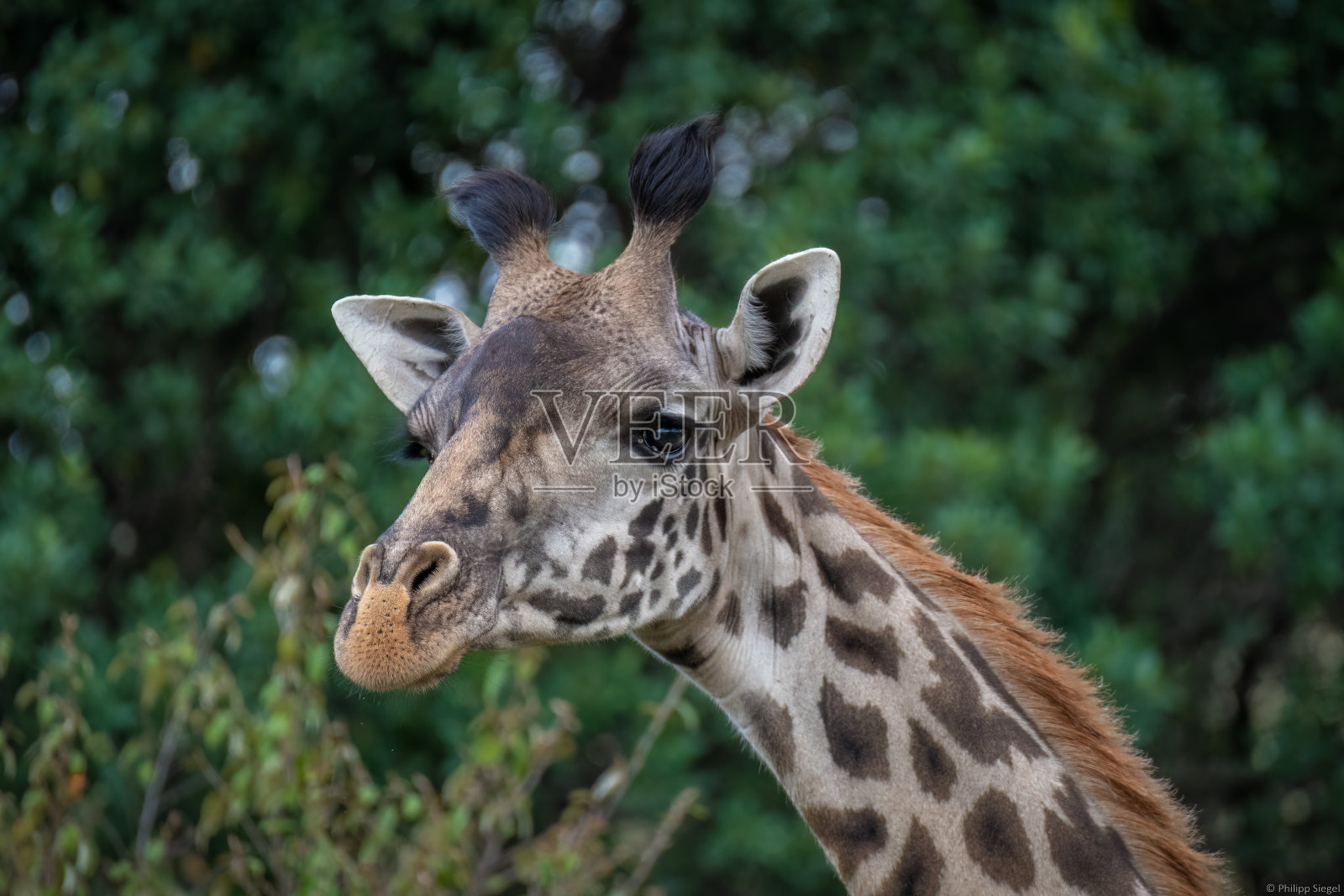 探索肯尼亚野生动物园的野性之美,雄伟的非洲动物在它们的自然栖息地自由漫步。照片摄影图片