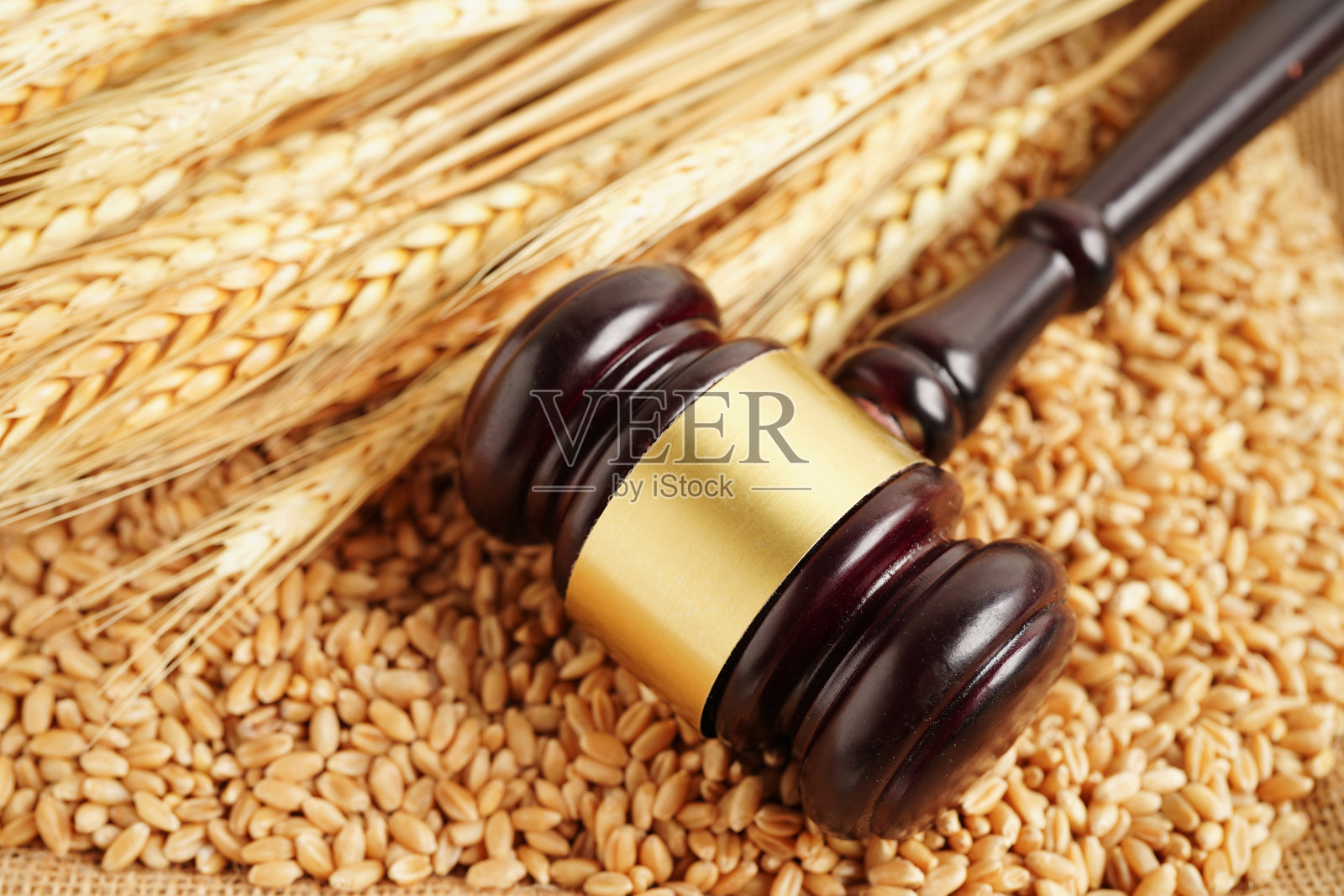 来自有机农业农场的麦粒上的法官锤,农业法律概念。照片摄影图片
