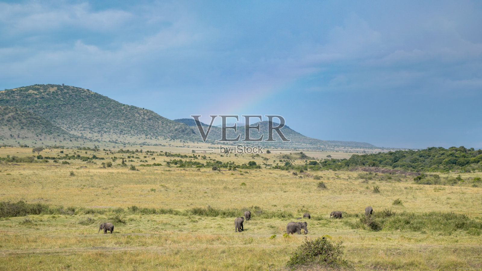 探索肯尼亚野生动物园的野性之美,雄伟的非洲动物在它们的自然栖息地自由漫步。照片摄影图片