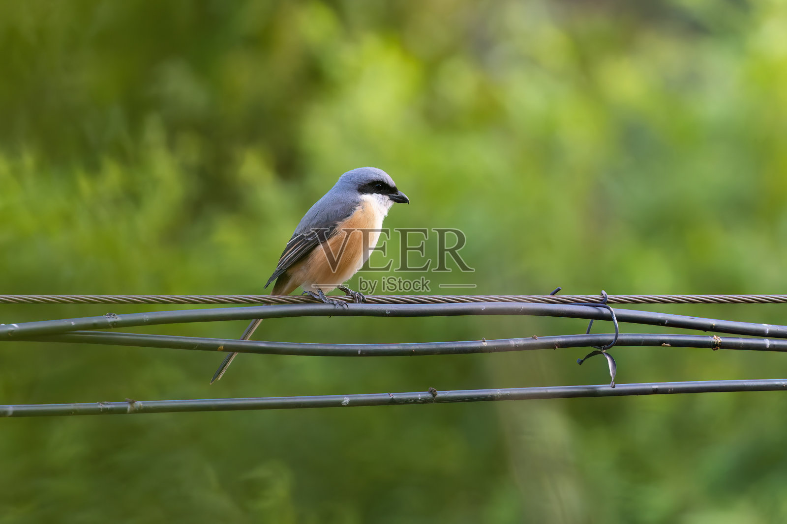 鸟类:灰背伯劳鸟照片摄影图片