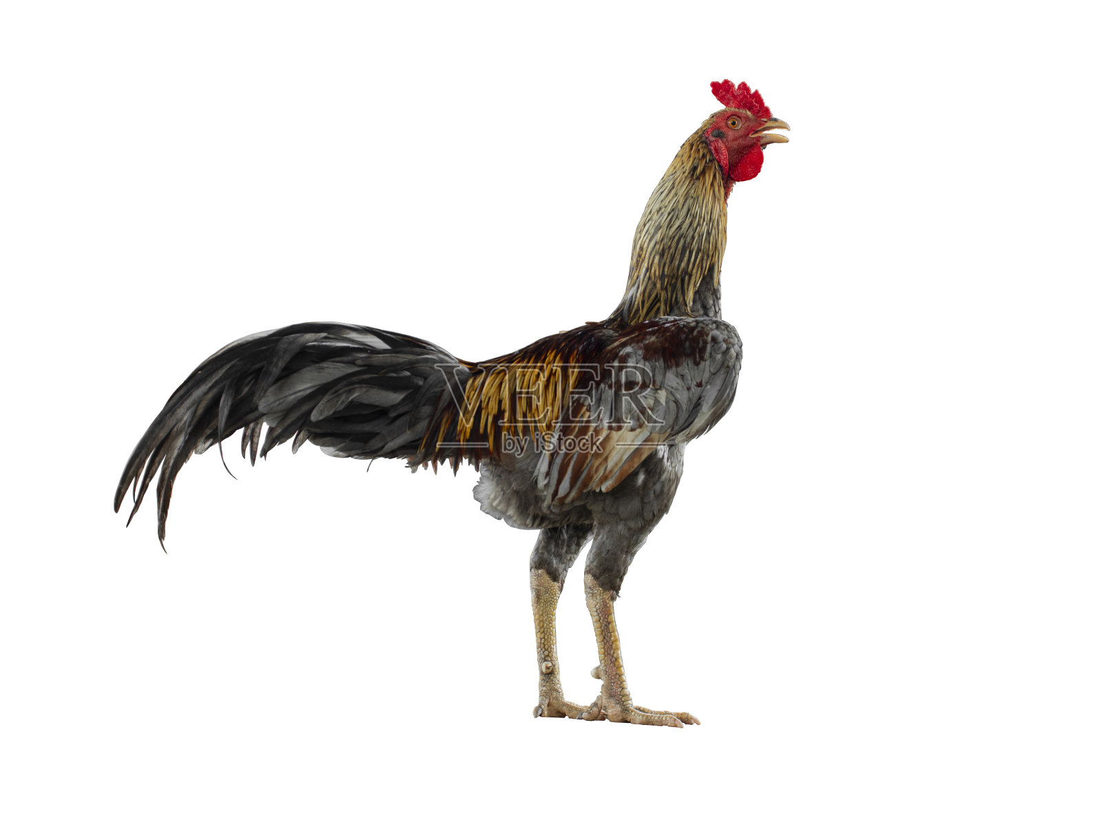 灰色的公鸡照片摄影图片