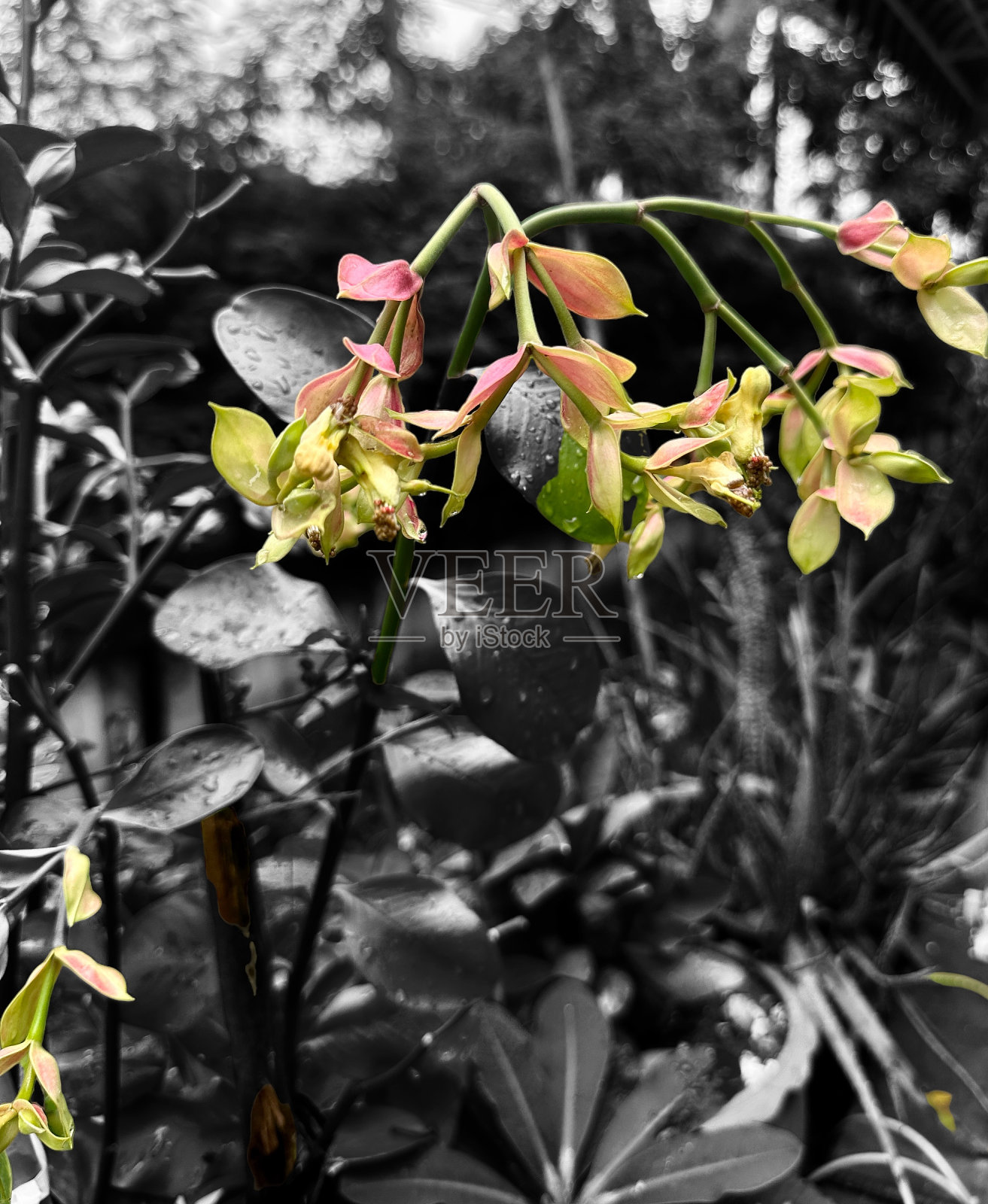 花之美照片摄影图片