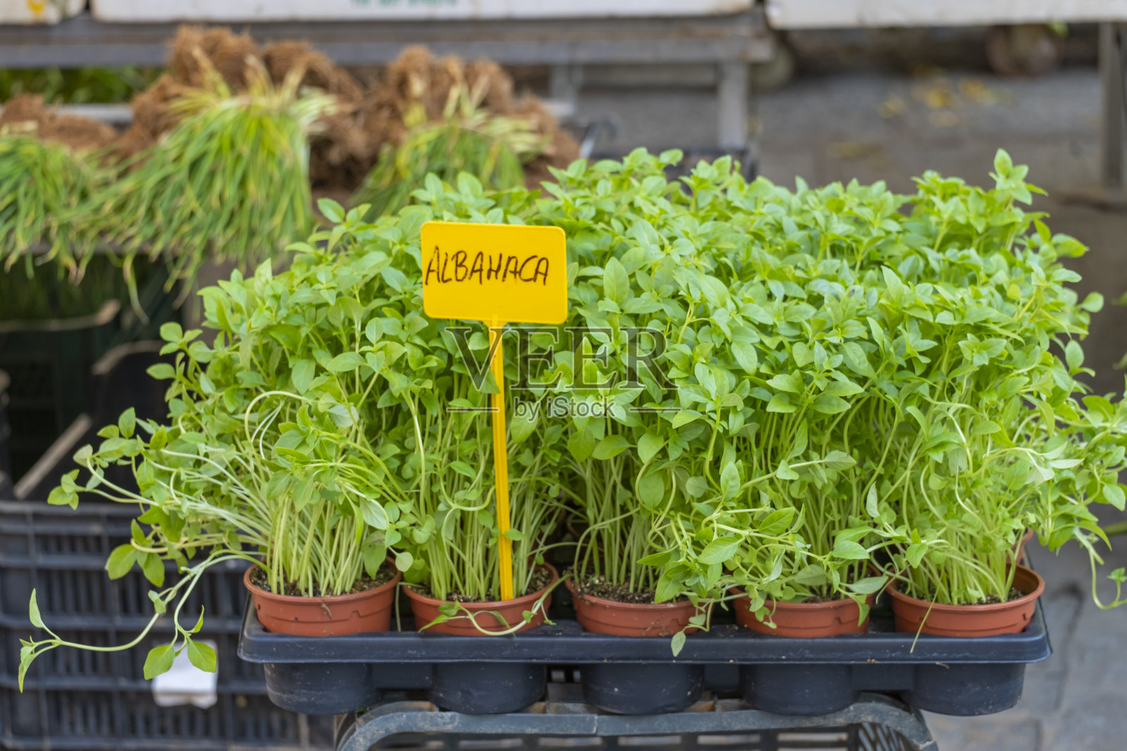 芭蕉或basilicum。苗圃:苗床里的芳香药草幼苗,在苗圃里出售,在花园里或家里种植真实的照片。照片摄影图片