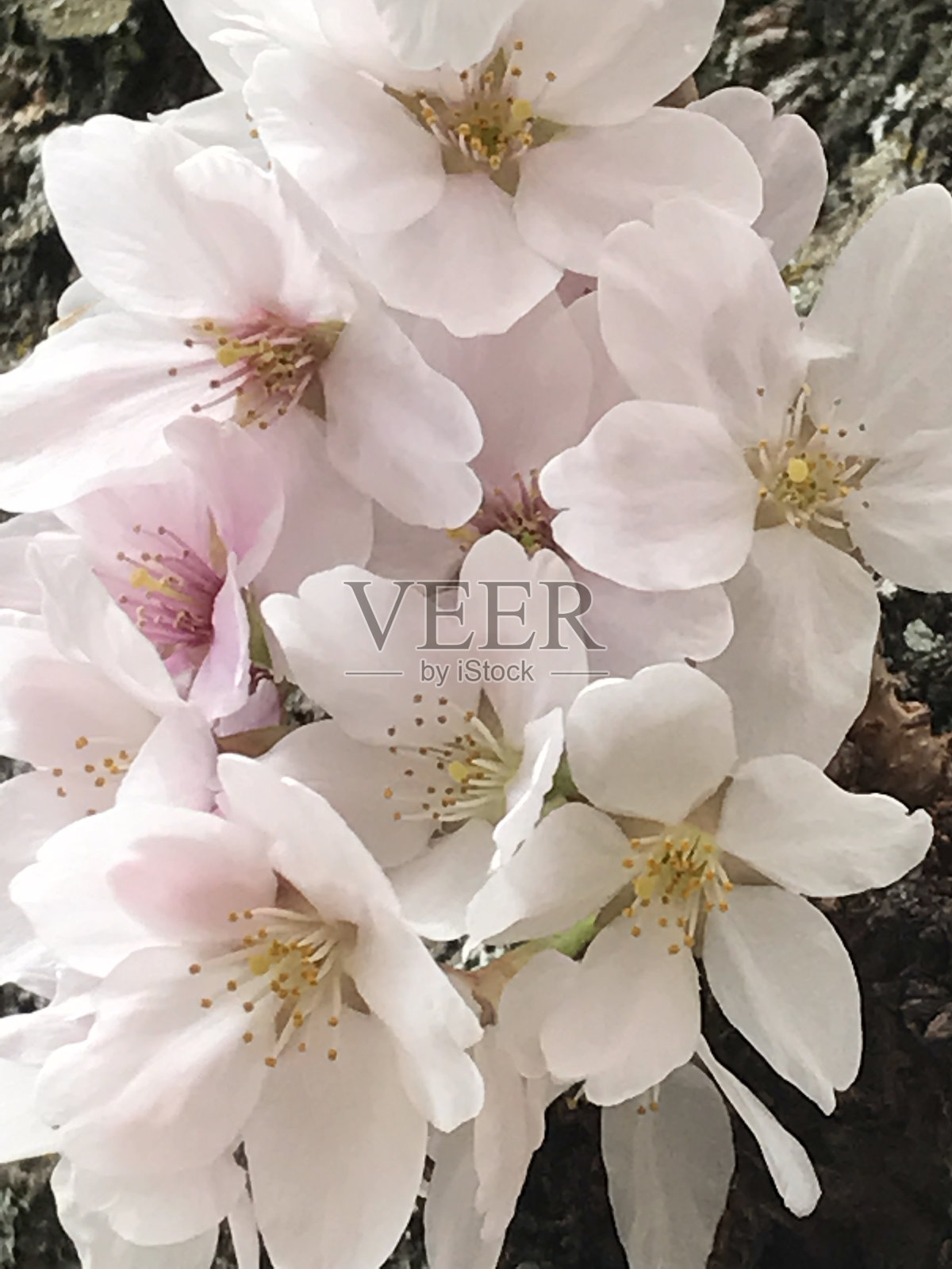 樱花照片摄影图片