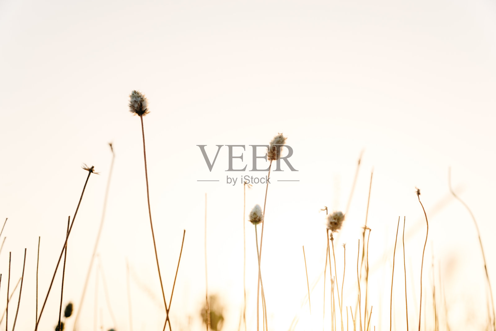 夏季干燥植物的枝条,自然背景。照片摄影图片