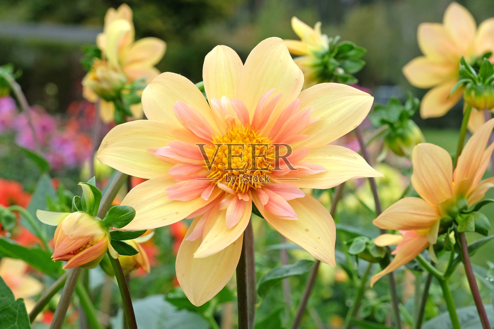 软黄色和橙色collarette大丽花'Crellow乌鸦杏'花。照片摄影图片