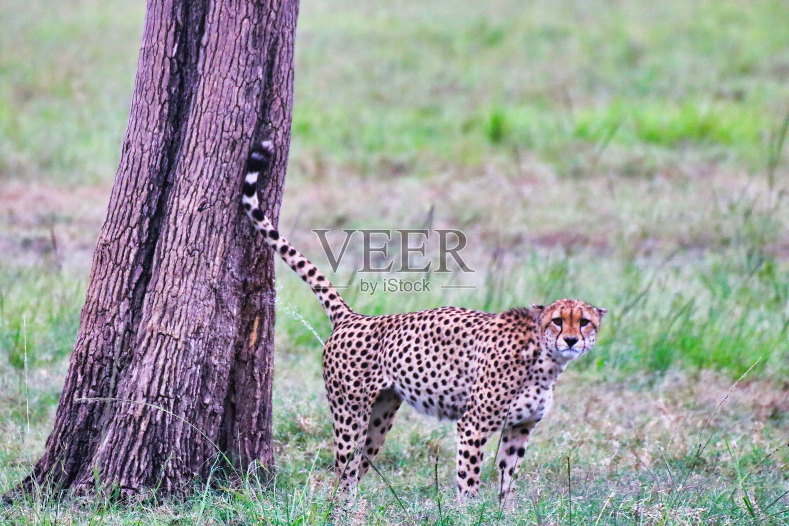 猎豹标记照片摄影图片
