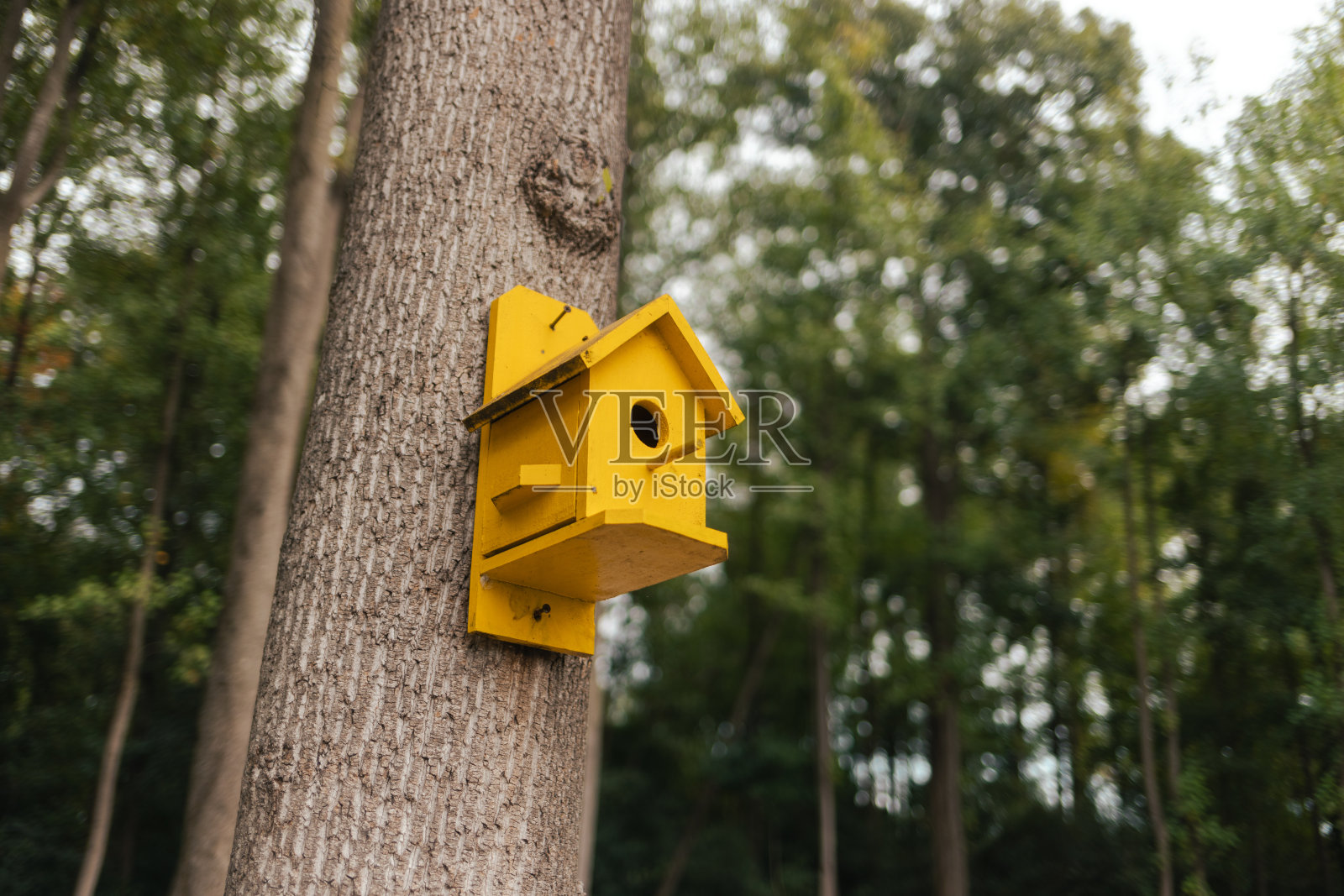 黄色喂鸟器照片摄影图片
