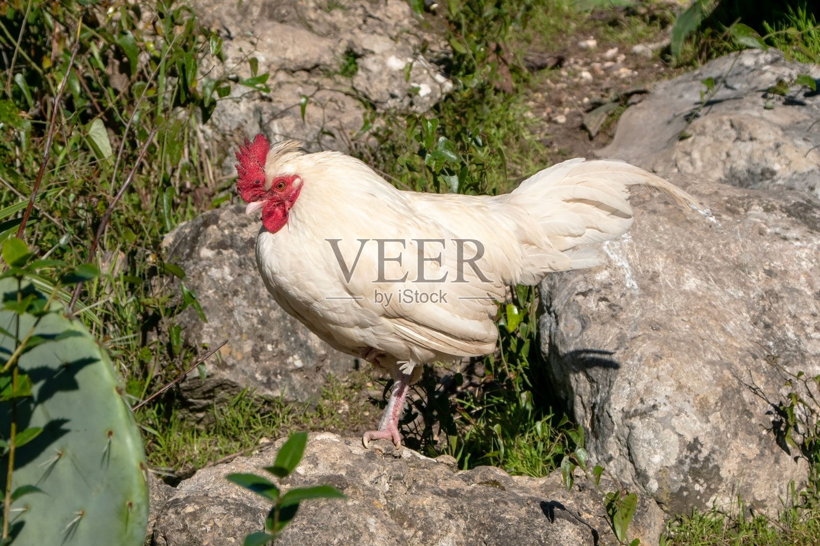 城市公园里的野鸡照片摄影图片