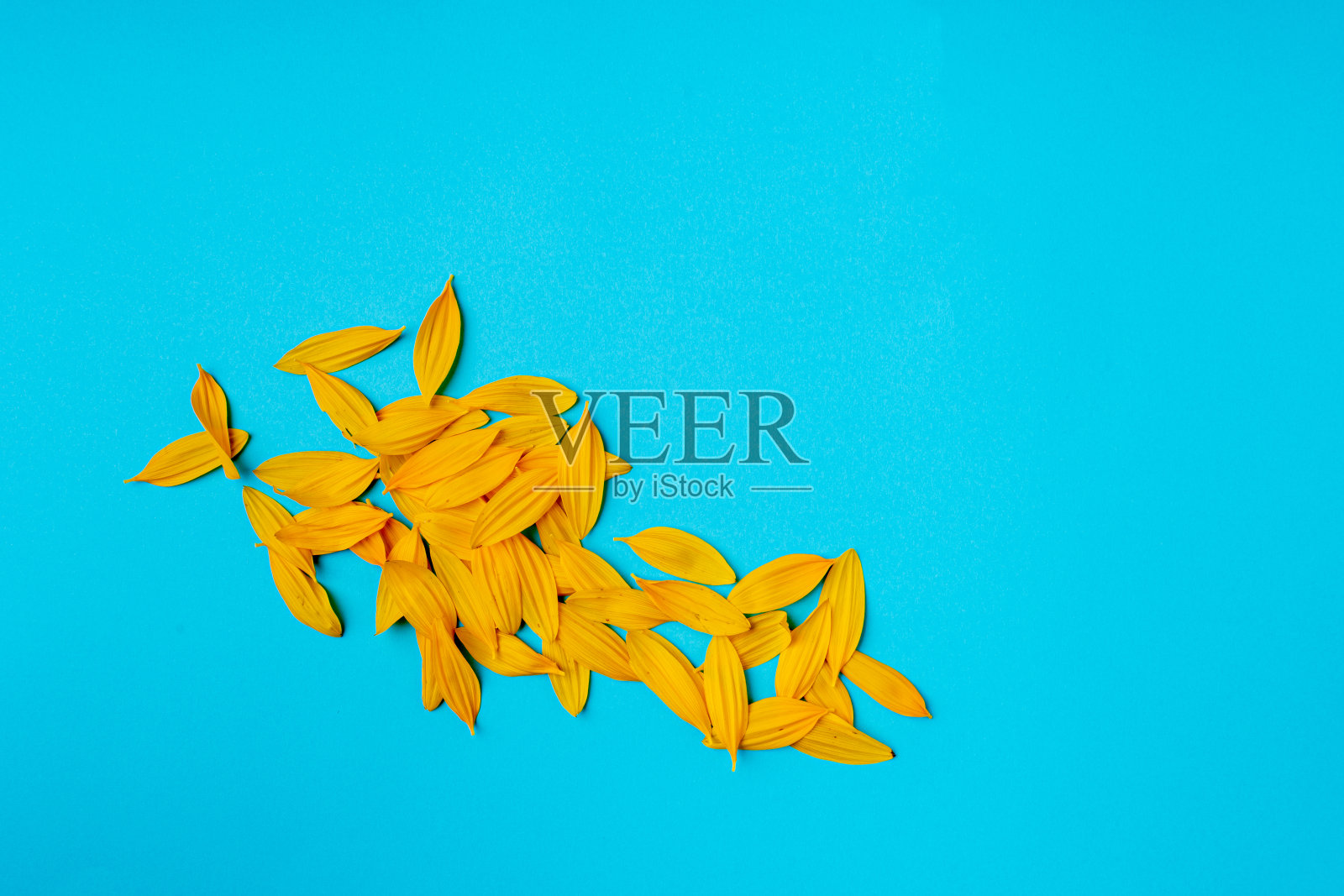 黄色花瓣孤立,向日葵花瓣堆,橙色花设计照片摄影图片