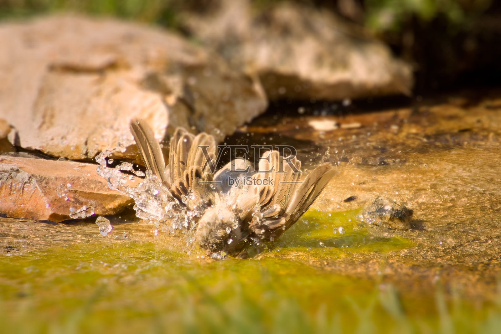 在喷泉中嬉戏的麻雀照片摄影图片
