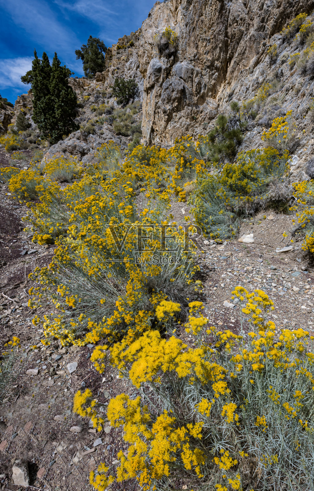 粘花黄兔(Chrysothamnus viscidiflorus)是美洲菊科灌木的一种,俗称黄兔和绿兔。生长在古狐尾松林中的植物;白色山脉;因约国家森林;阴阳清纯甜美照片摄影图片
