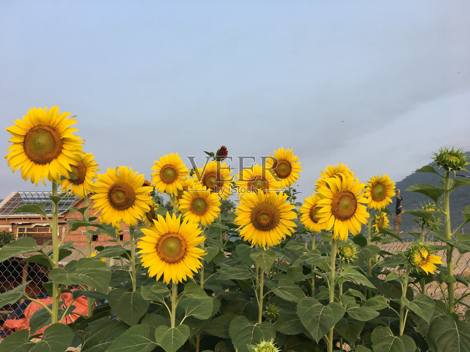 岘港海滩旅游照片摄影图片