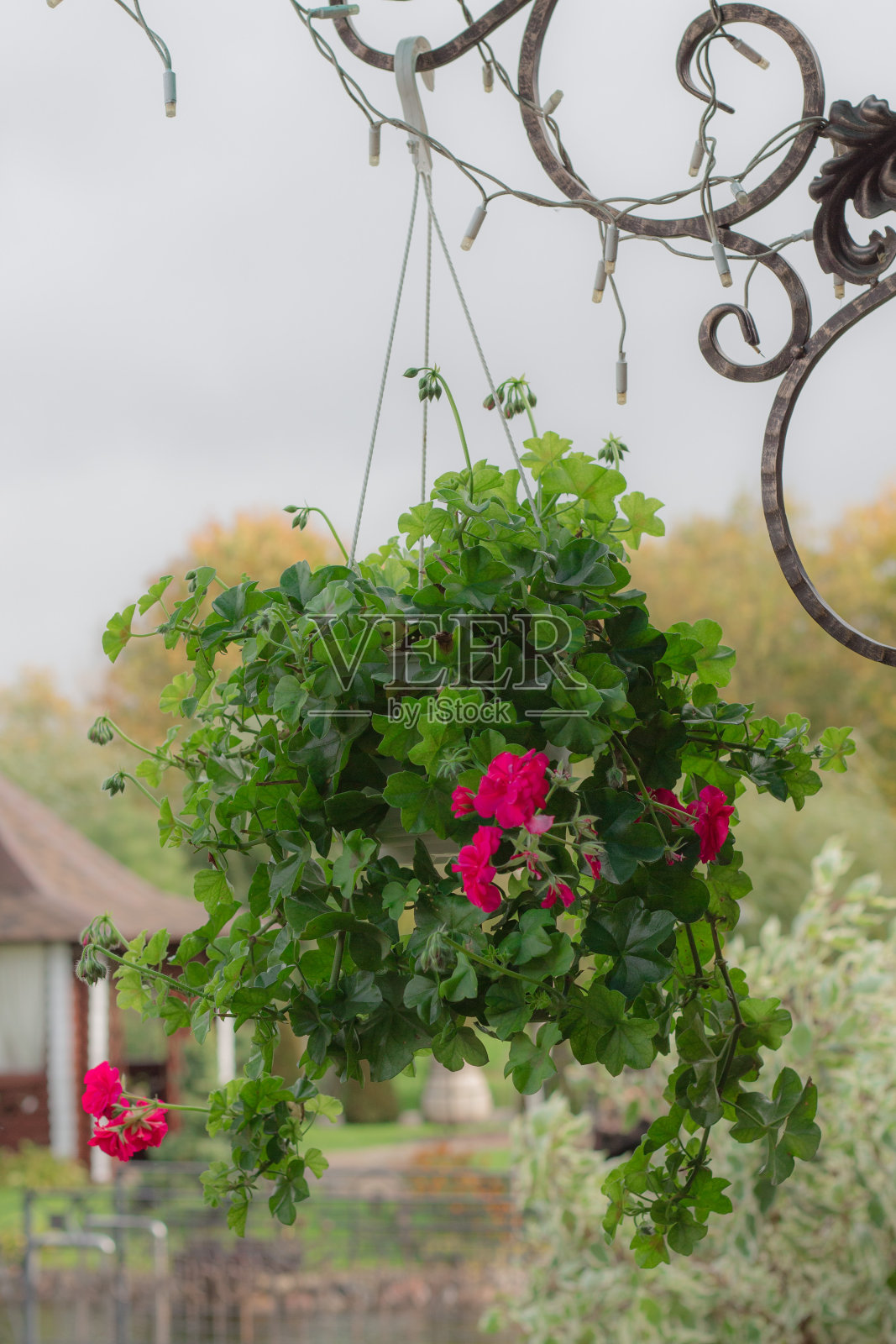 美丽如画的插花照片摄影图片