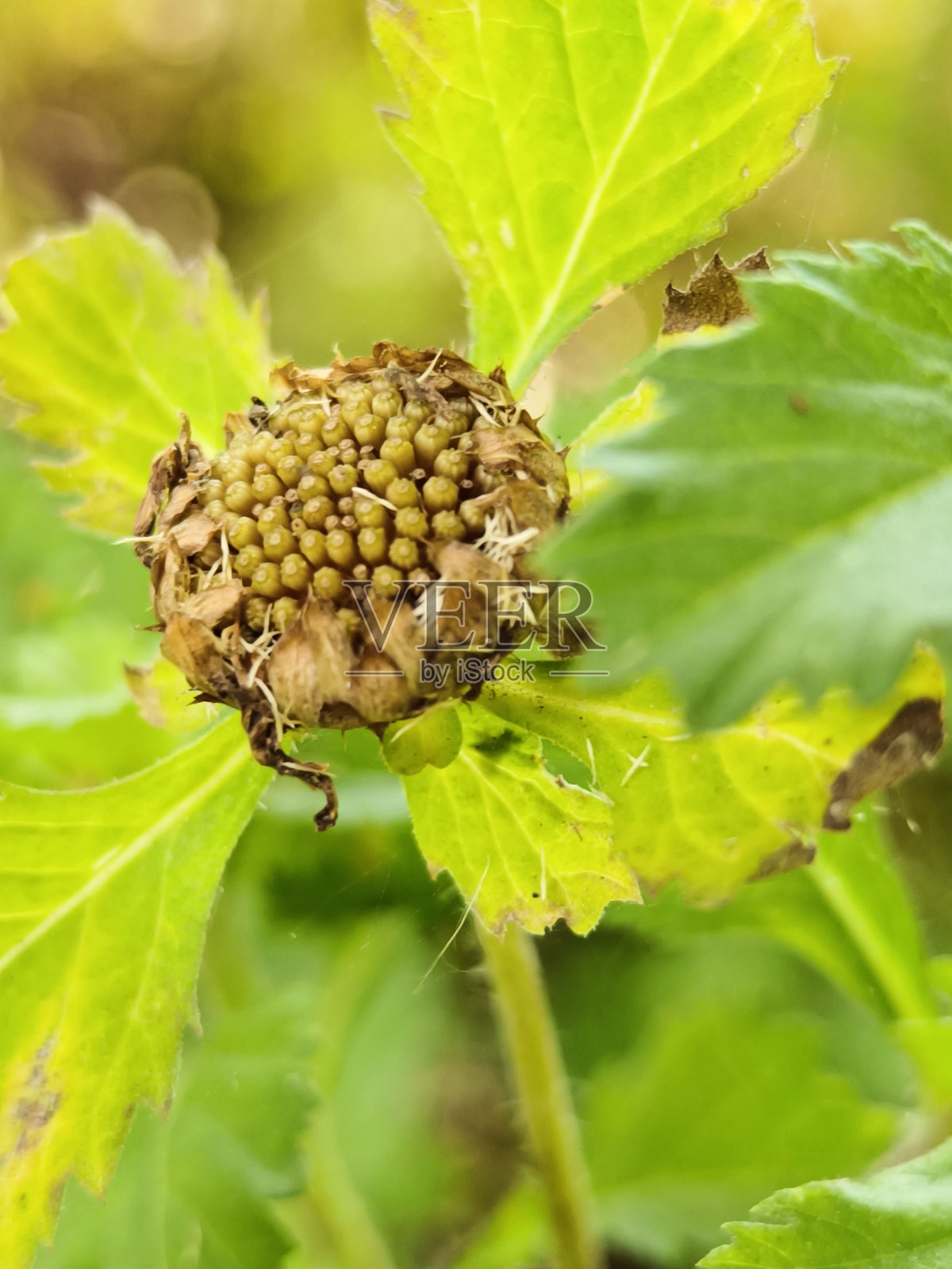 在绿色模糊背景上分离的中央草或百灵菊萎蔫花的选择性焦点照片摄影图片